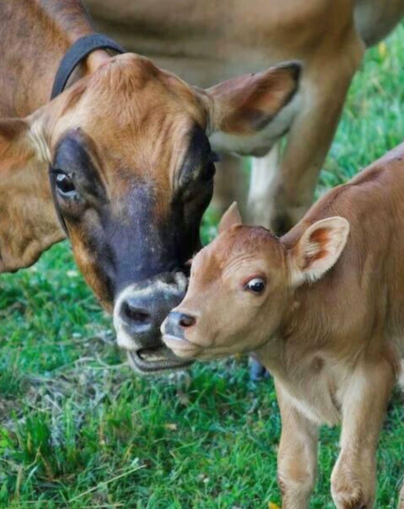 Mother love: A cow checking on her cute calf. Animals
