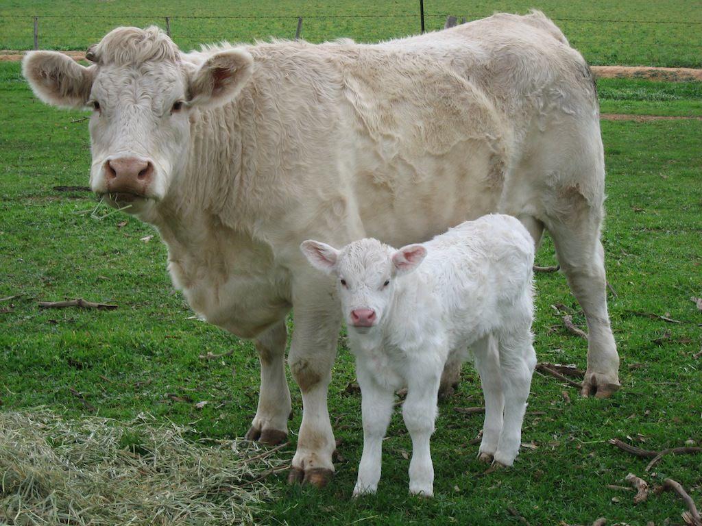Charolais. Charolais cattle. Cow, Baby cows, Heifer cow