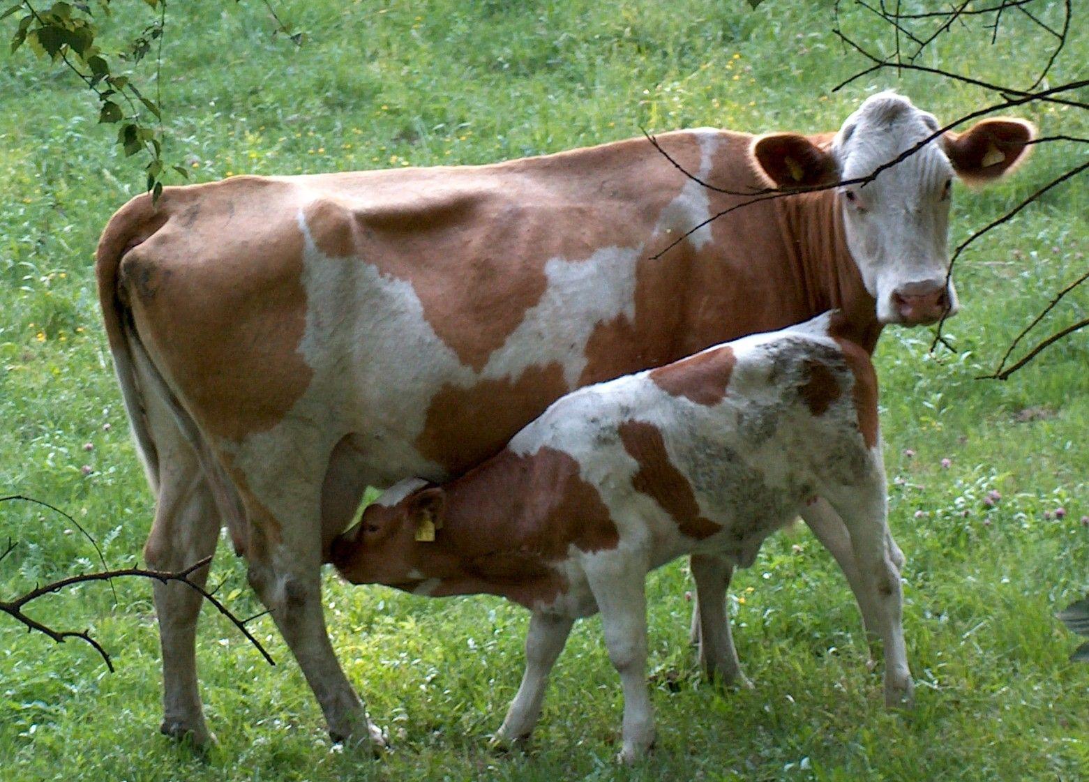 Cow and Calf Photo. Baby cows