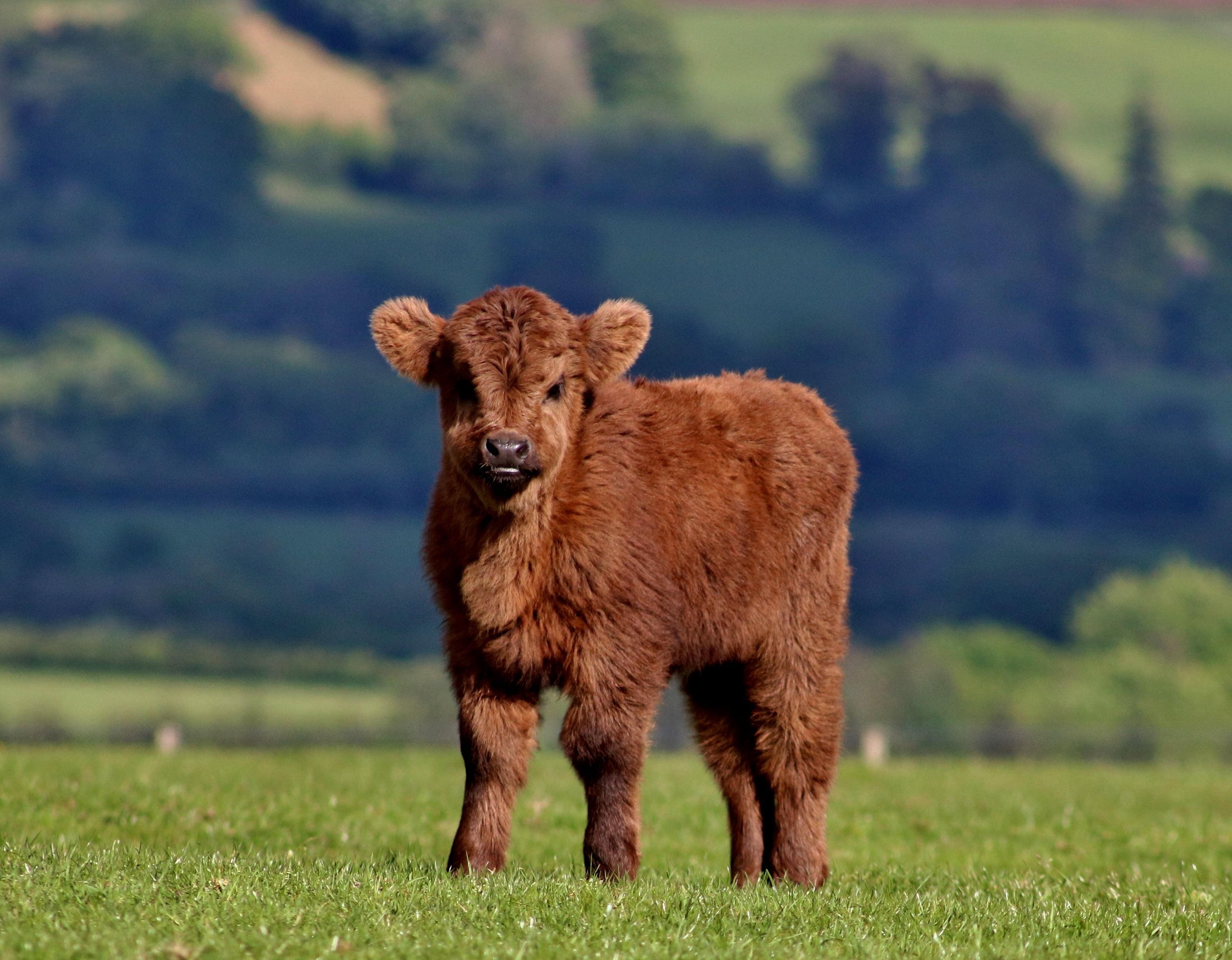 Baby Cows Calfs Wallpapers Wallpaper Cave