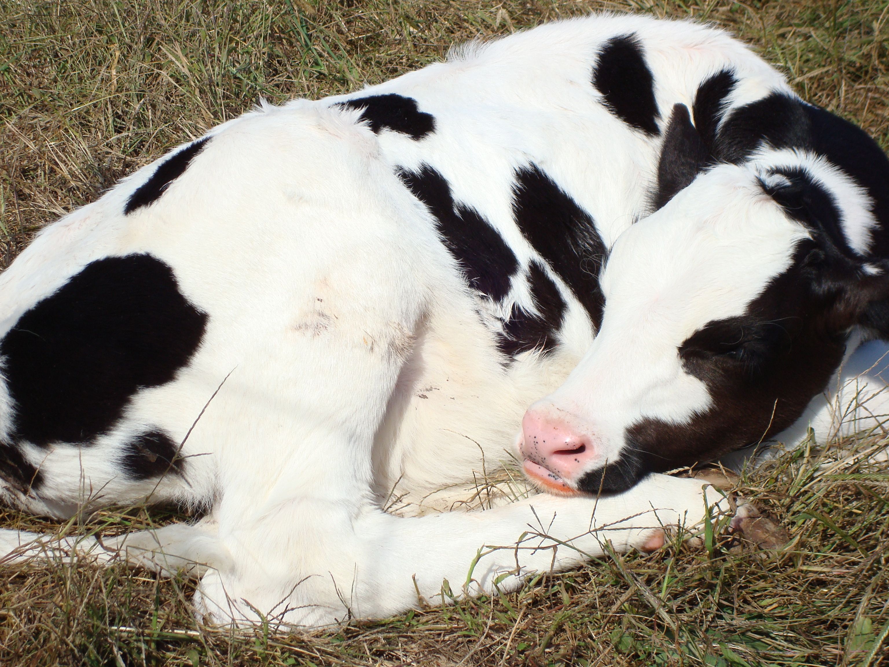 cows. Sleeping Animal Special Post 5: Sleeping Cow Calf