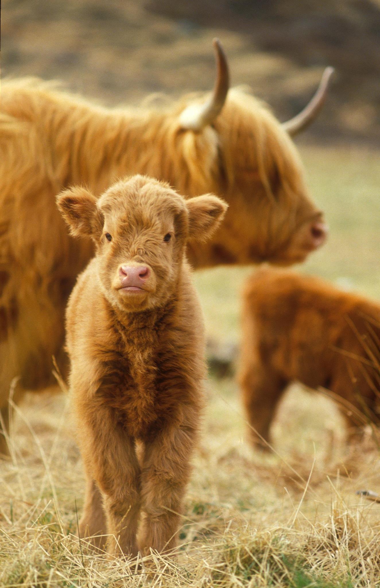 wee highland baby. Baby animals, Animals, Cute cows