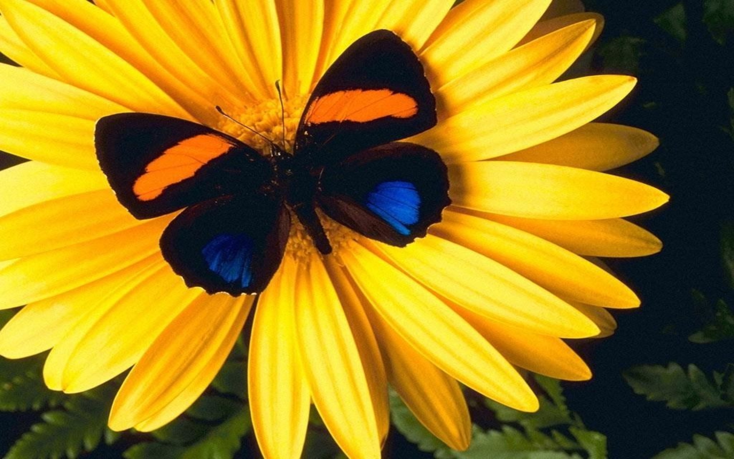 Lovely Yellow Flower With Colorful Butterfly HD Wallpaper