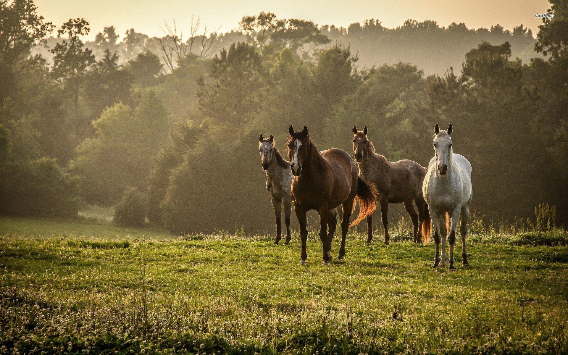 free desktop background horses