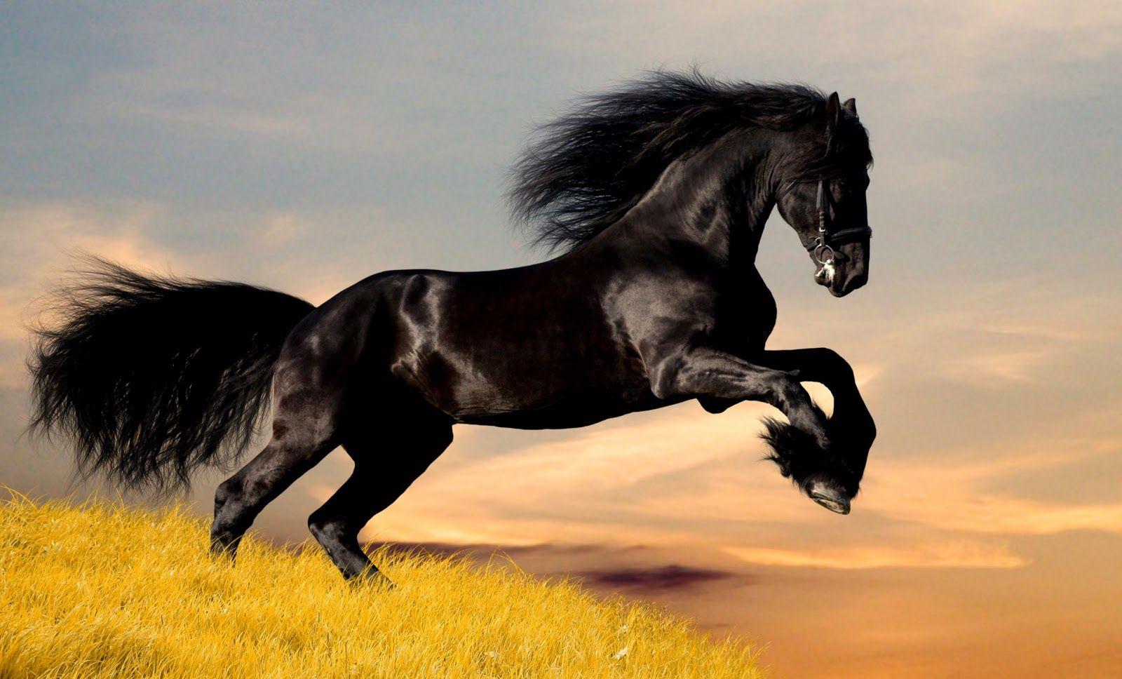 Mustang Horse Wallpaper Free Mustang Horse