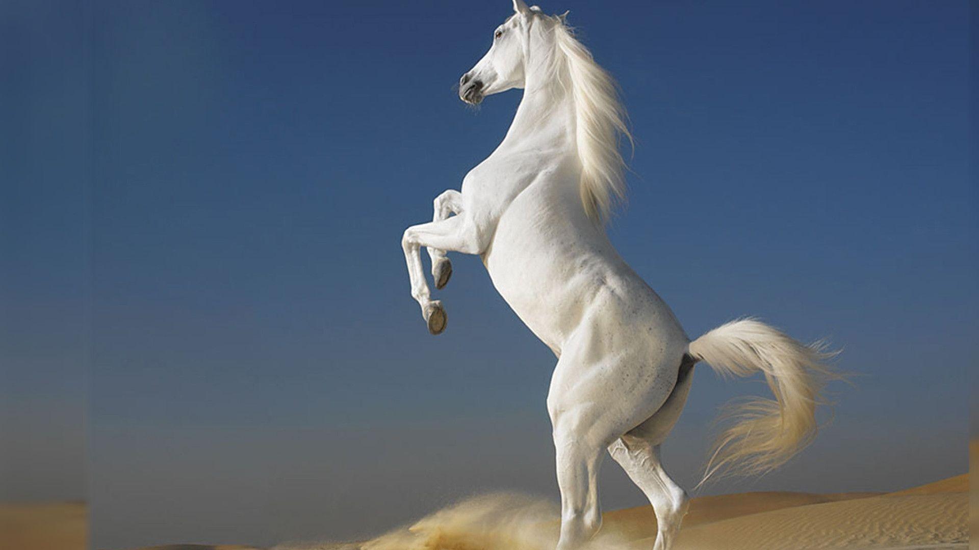 Best Desktop Wallpaper Horse Jumping Hd, HD