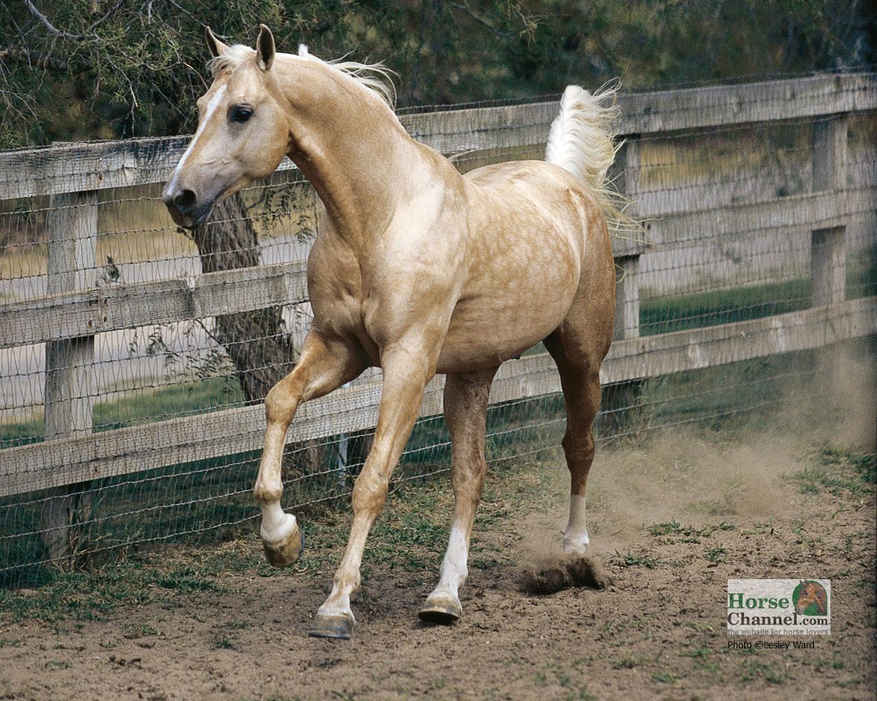 Palomino Horse Desktop Wallpaper