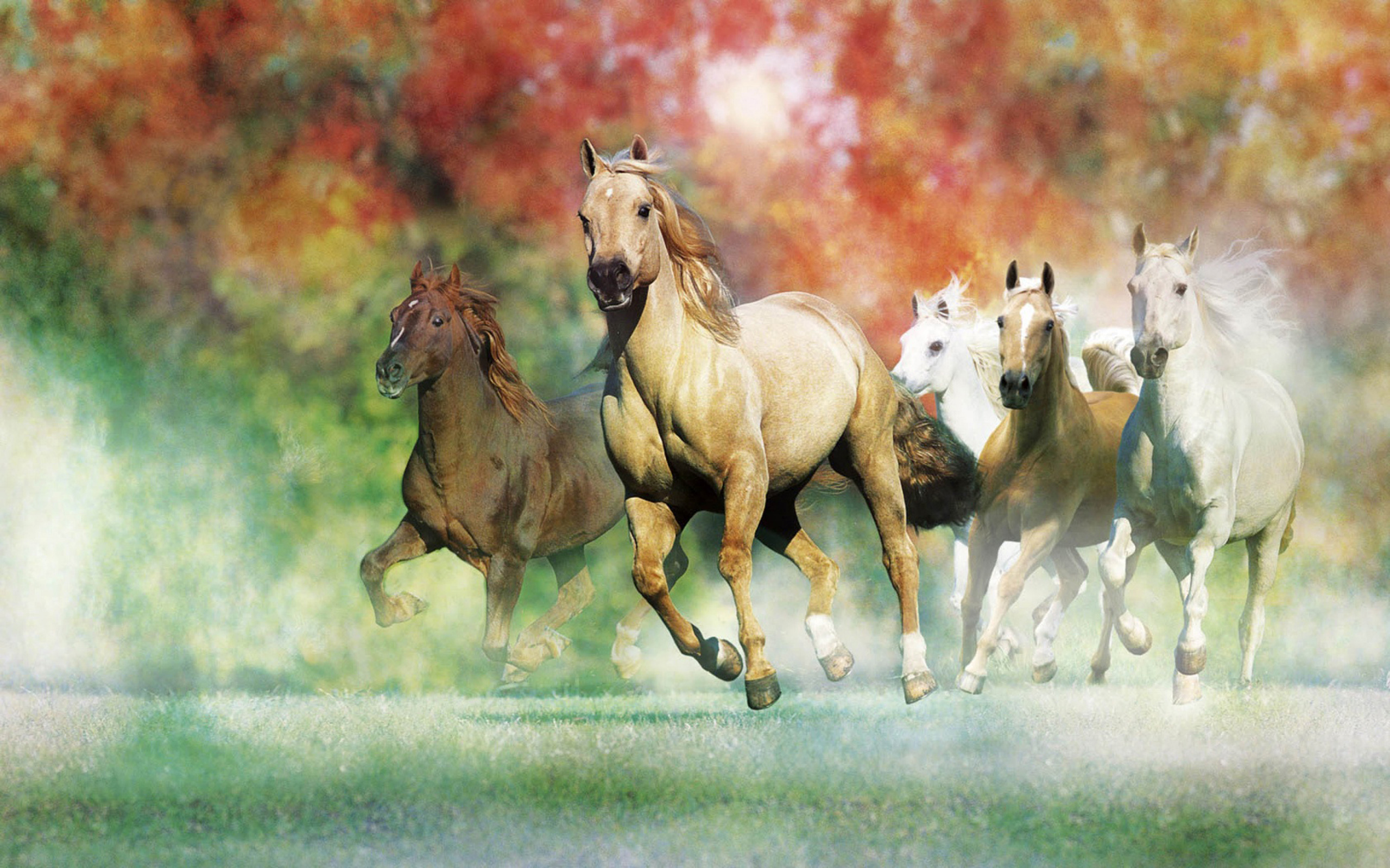 Galloping Horses For Desktop Wallpaper 2560x1600