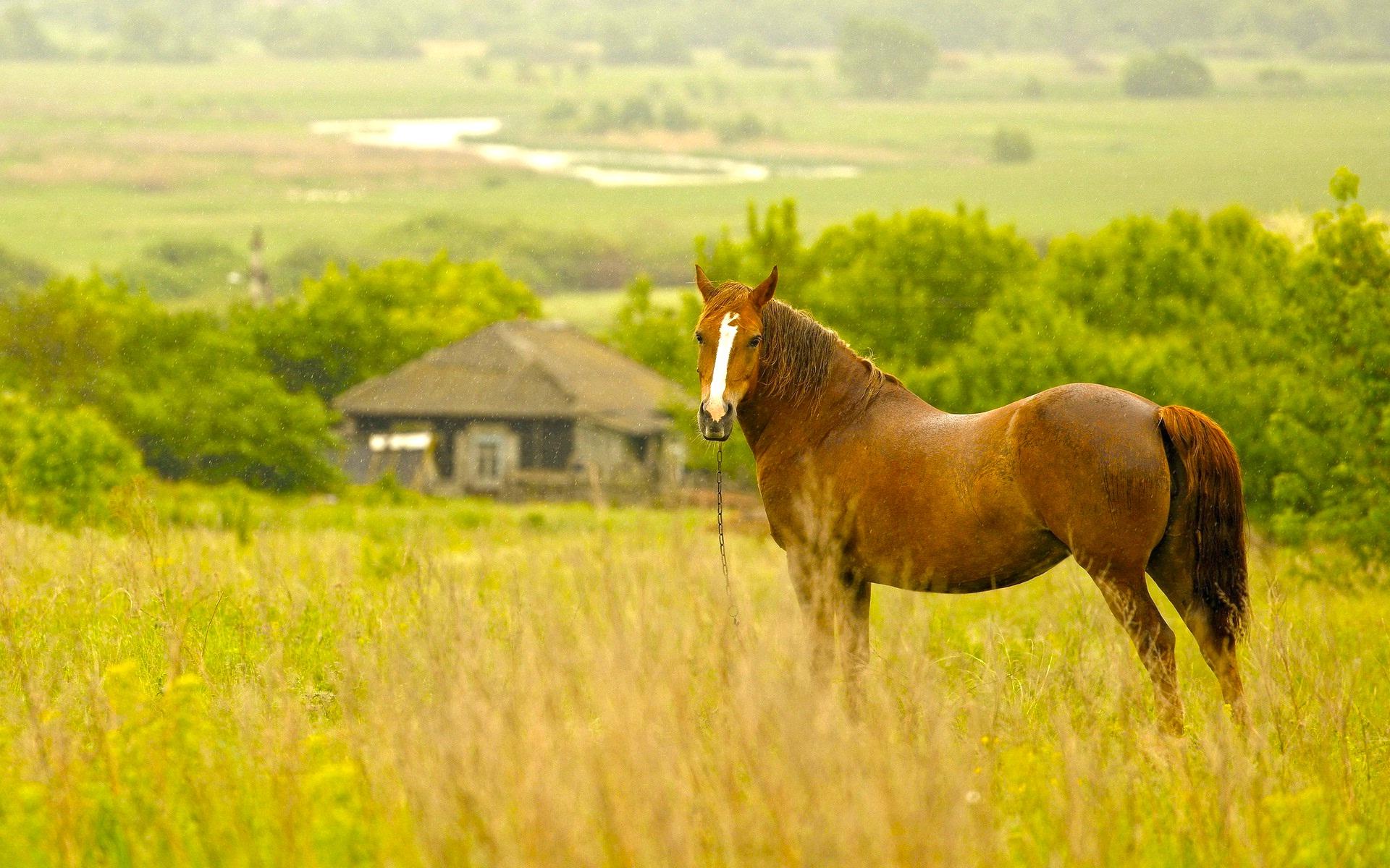 Horse Animal Facts With Image Wallpaper For Desktop
