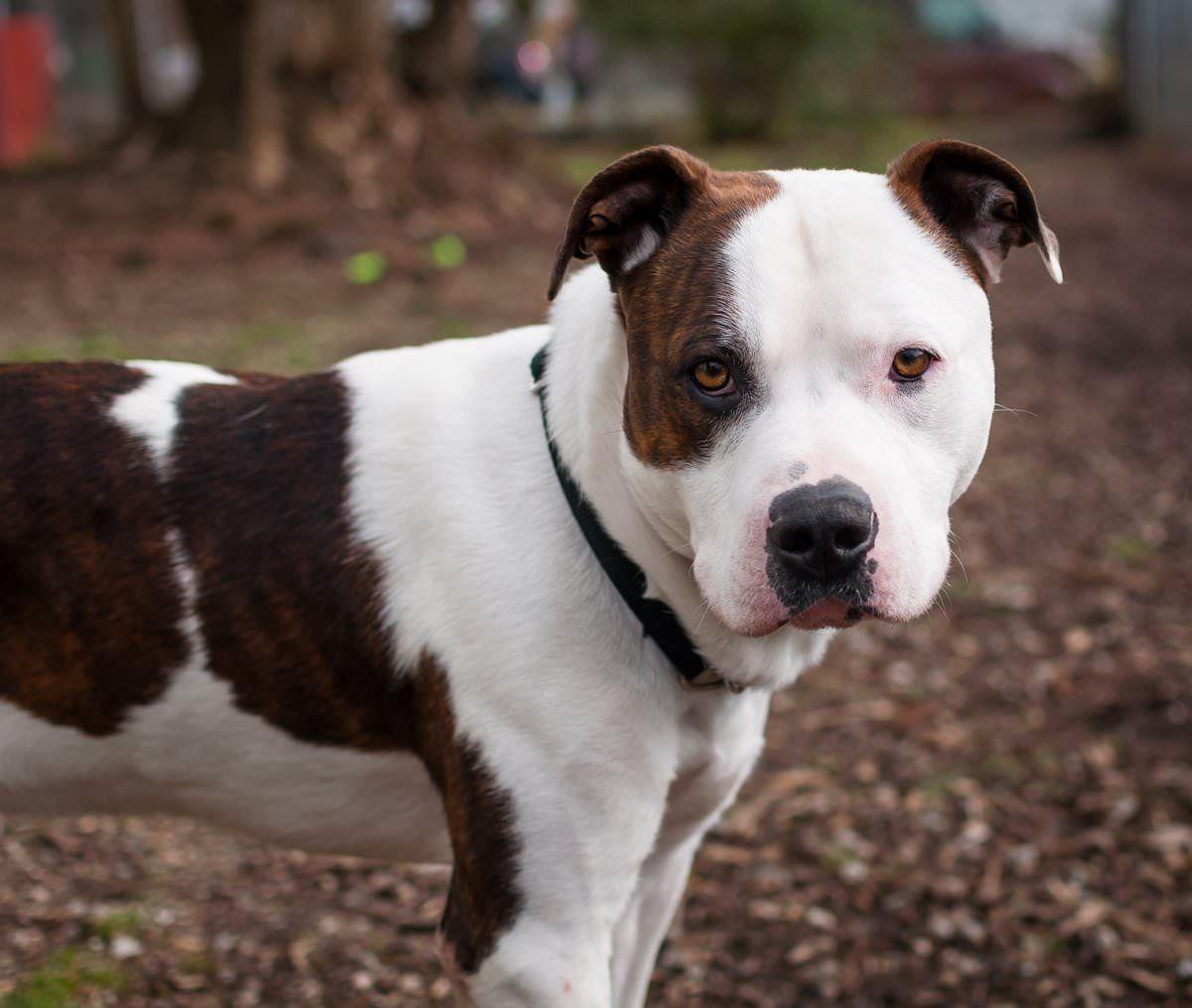 Pitbull Desktop Wallpapers - Wallpaper Cave