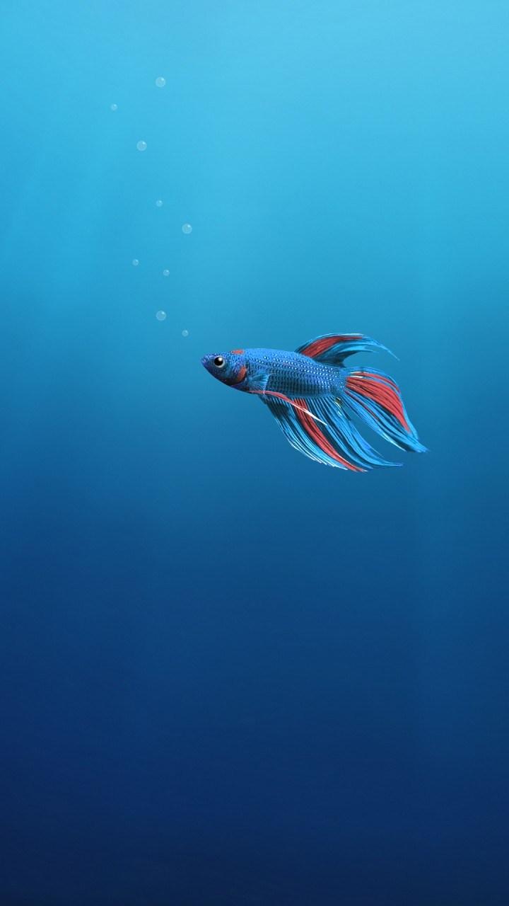 Underwater Alone Fish 4k Wallpaper HD Wallpaper Id