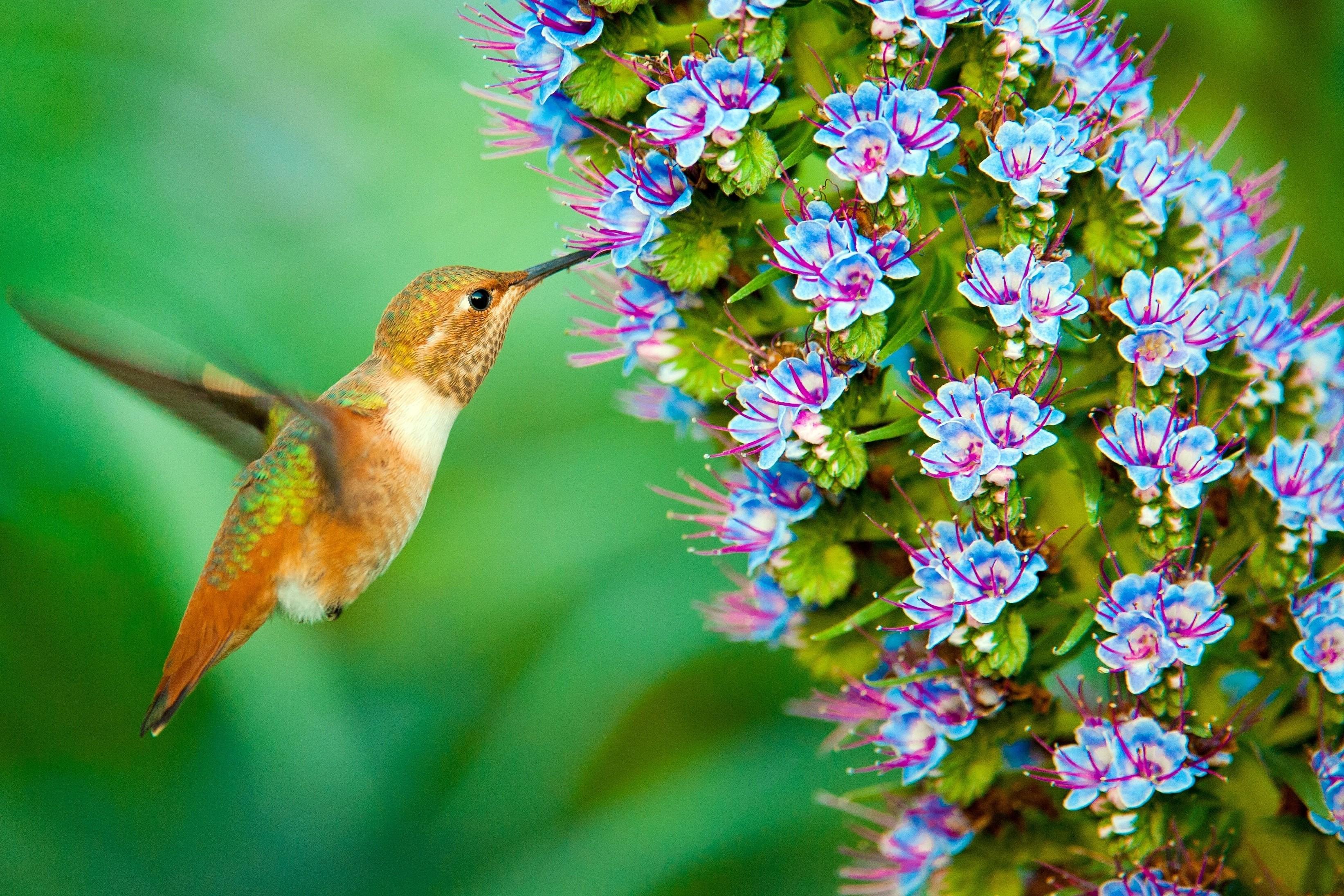 Flowers And Birds Wallpapers - Wallpaper Cave