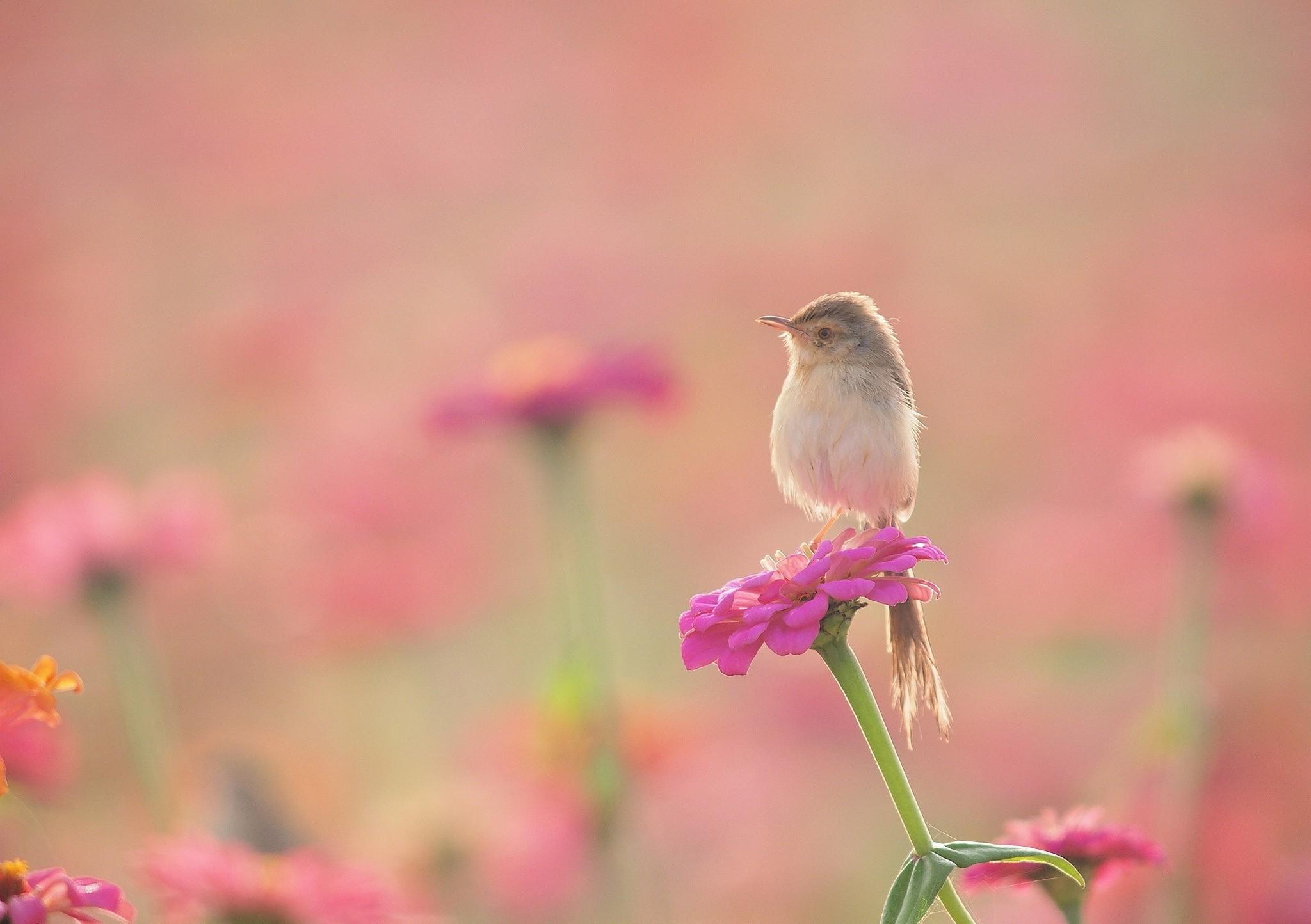 animals plants flowers birds wallpaper and background