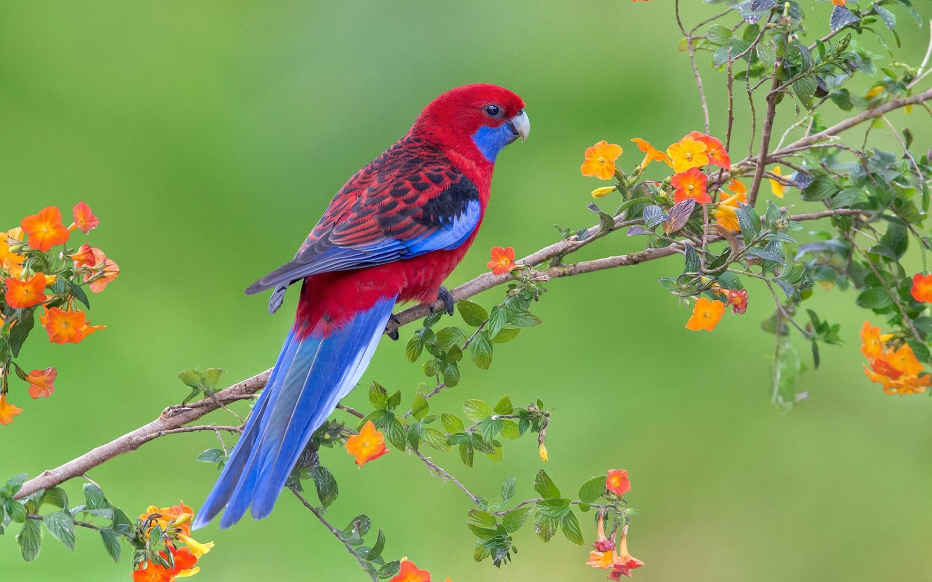 Blue Parrot Bird Desktop Background Wallpaper