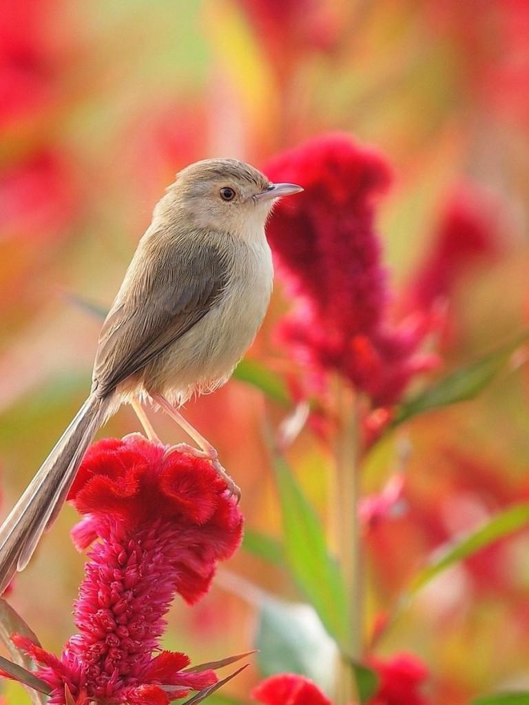 Flowers and Birds Wallpaper for Desktop and Mobile Non