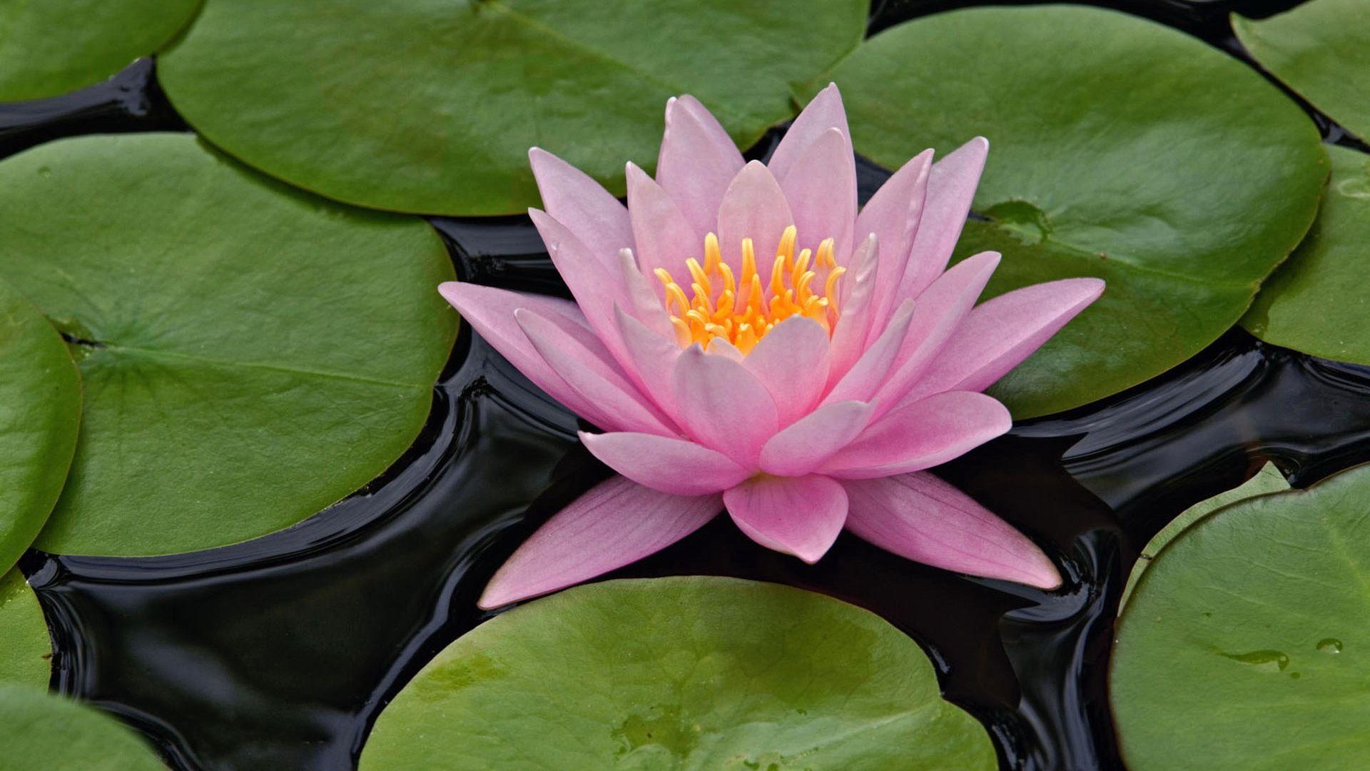 Lotus Flower HD Wallpaper. Lotus Flower Picture. New