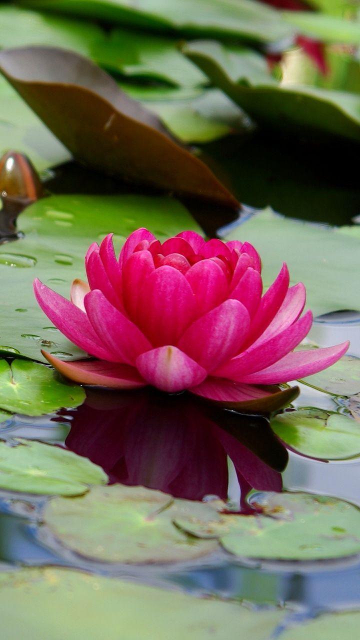 Lotus, flower, pink, leaf, lake, 720x1280 wallpaper. Lotus