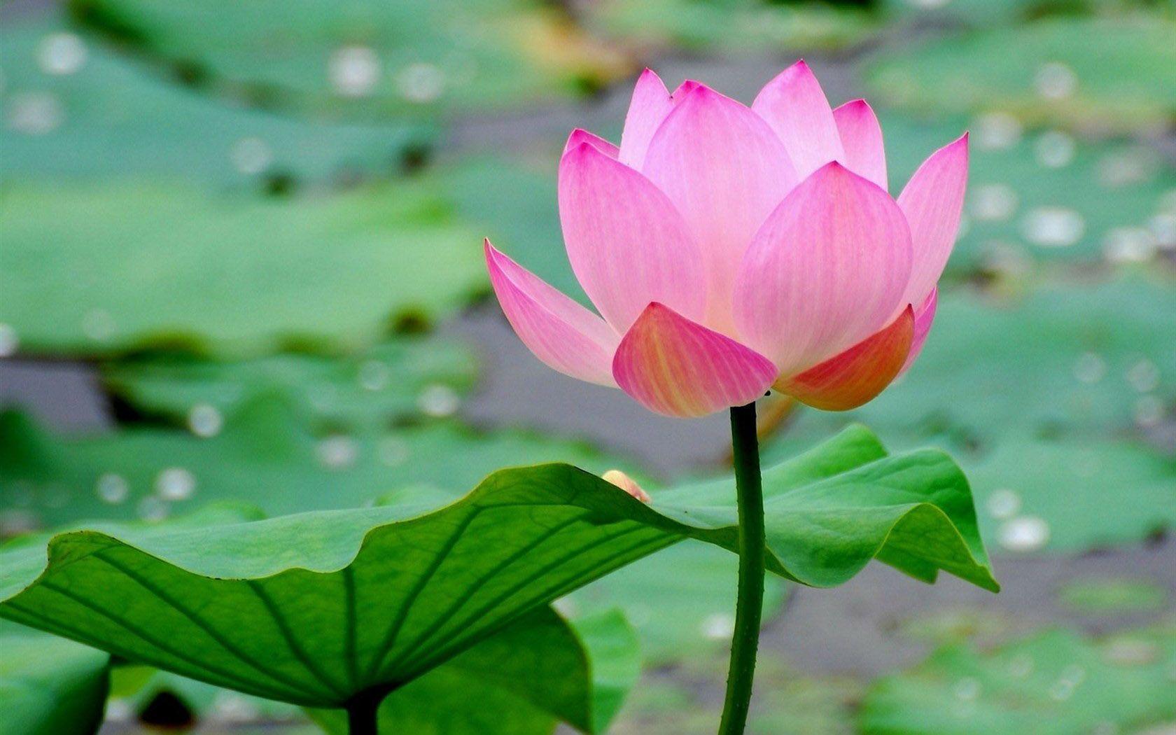 Louts flower. Lotus flower image