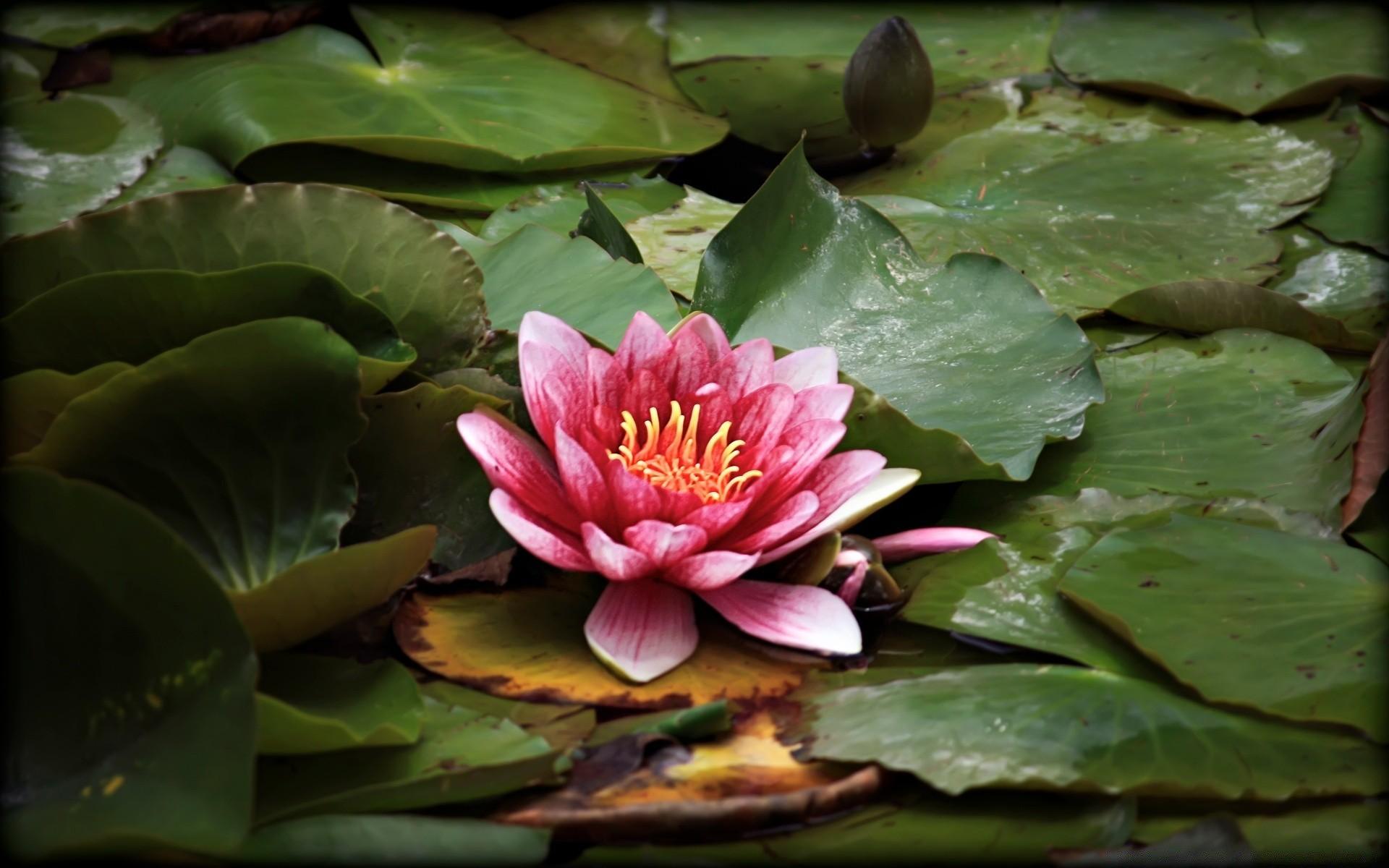 Red Lotus Resting On The Pond