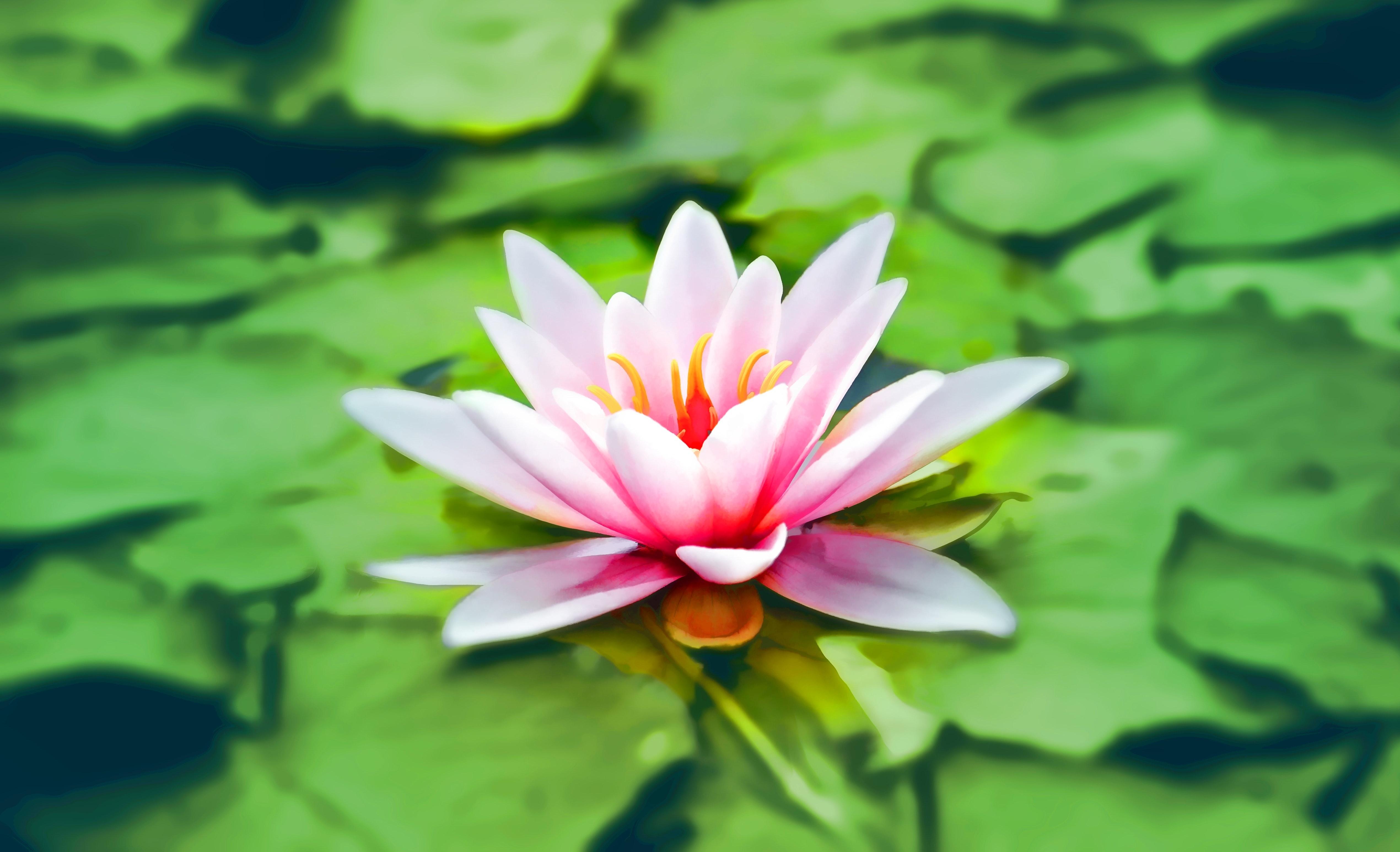 Close Up Photography Of Pink Lotus · Free