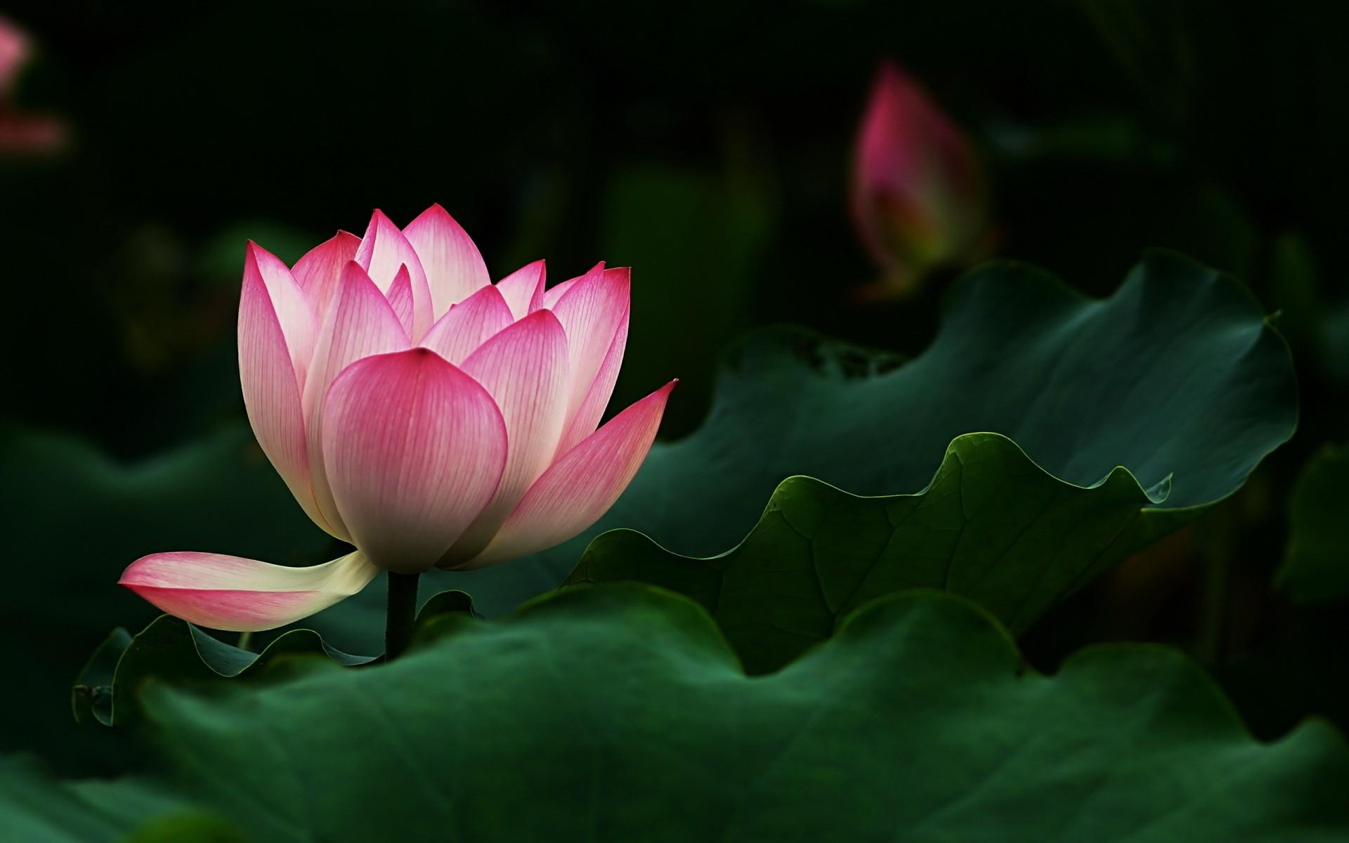 Beautiful Lotus Flower