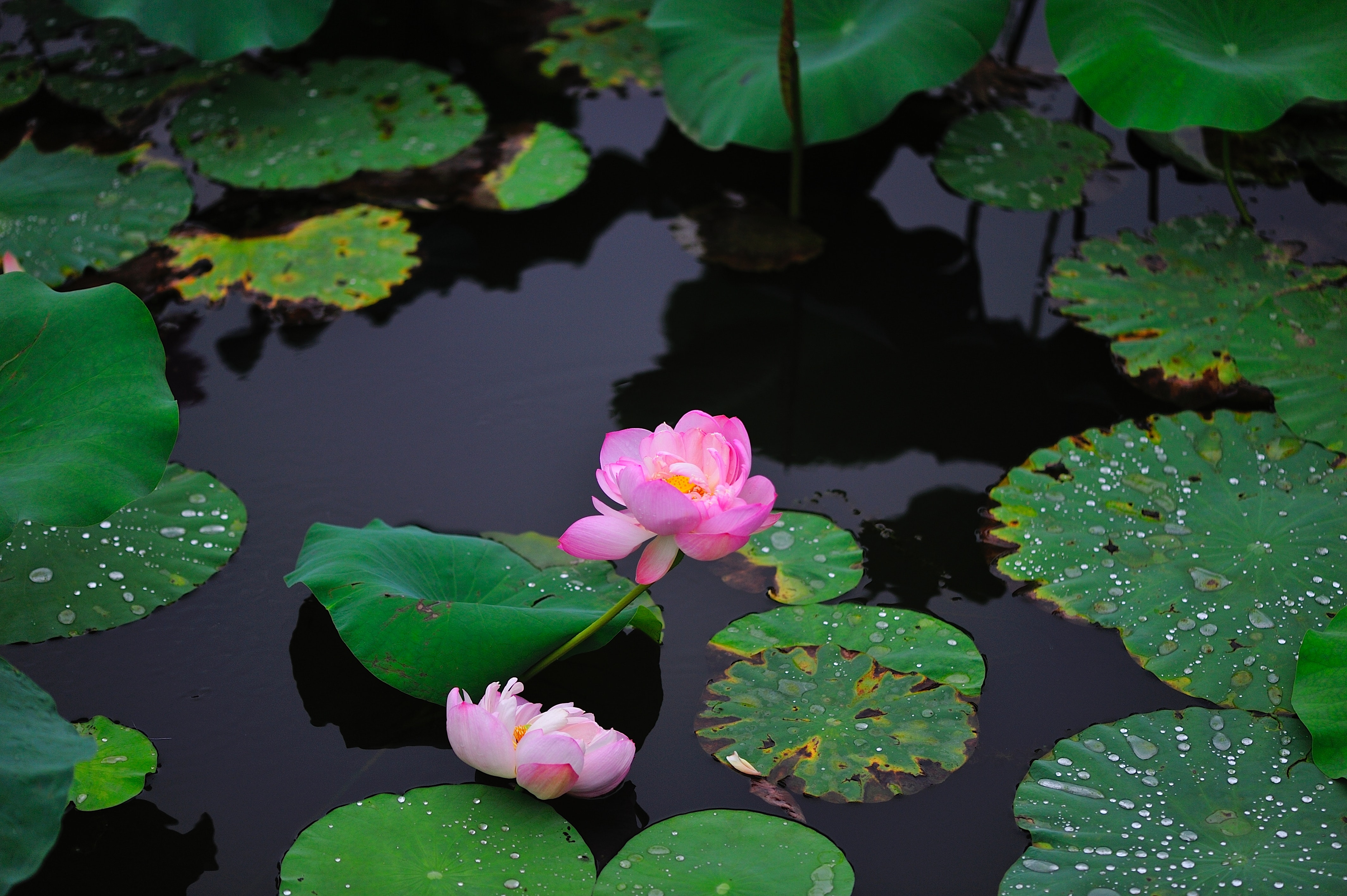 Free of lotus, lotus flowers, pool