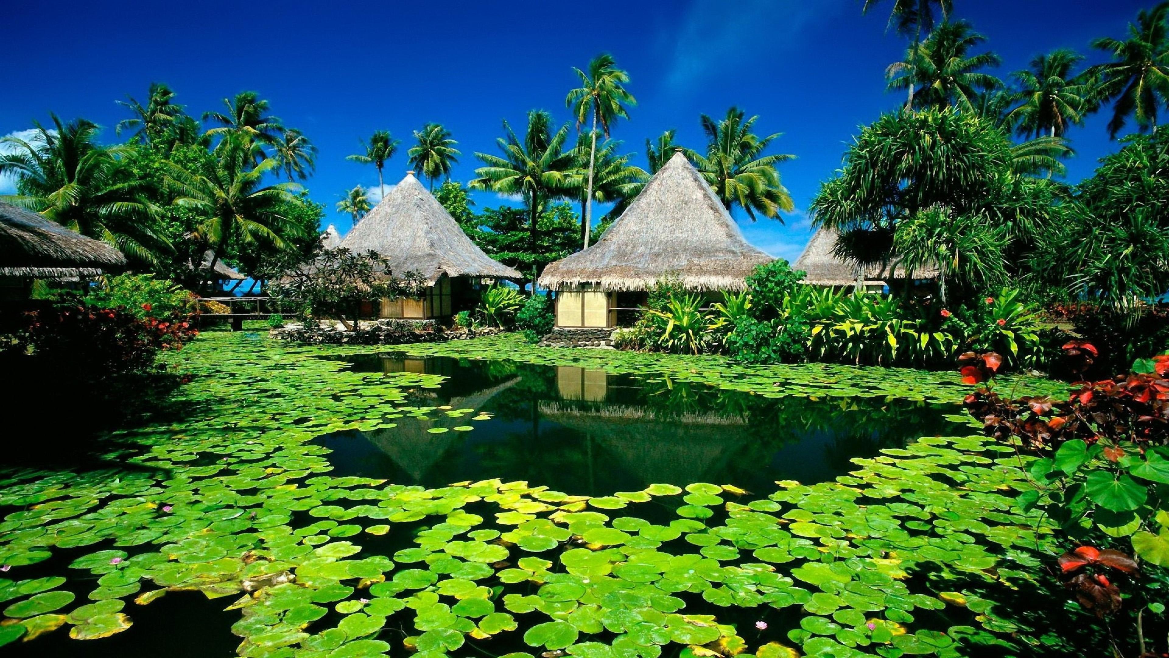 Exotic Resort Bungalow Pool Lotus Flower Green Leaves Palm