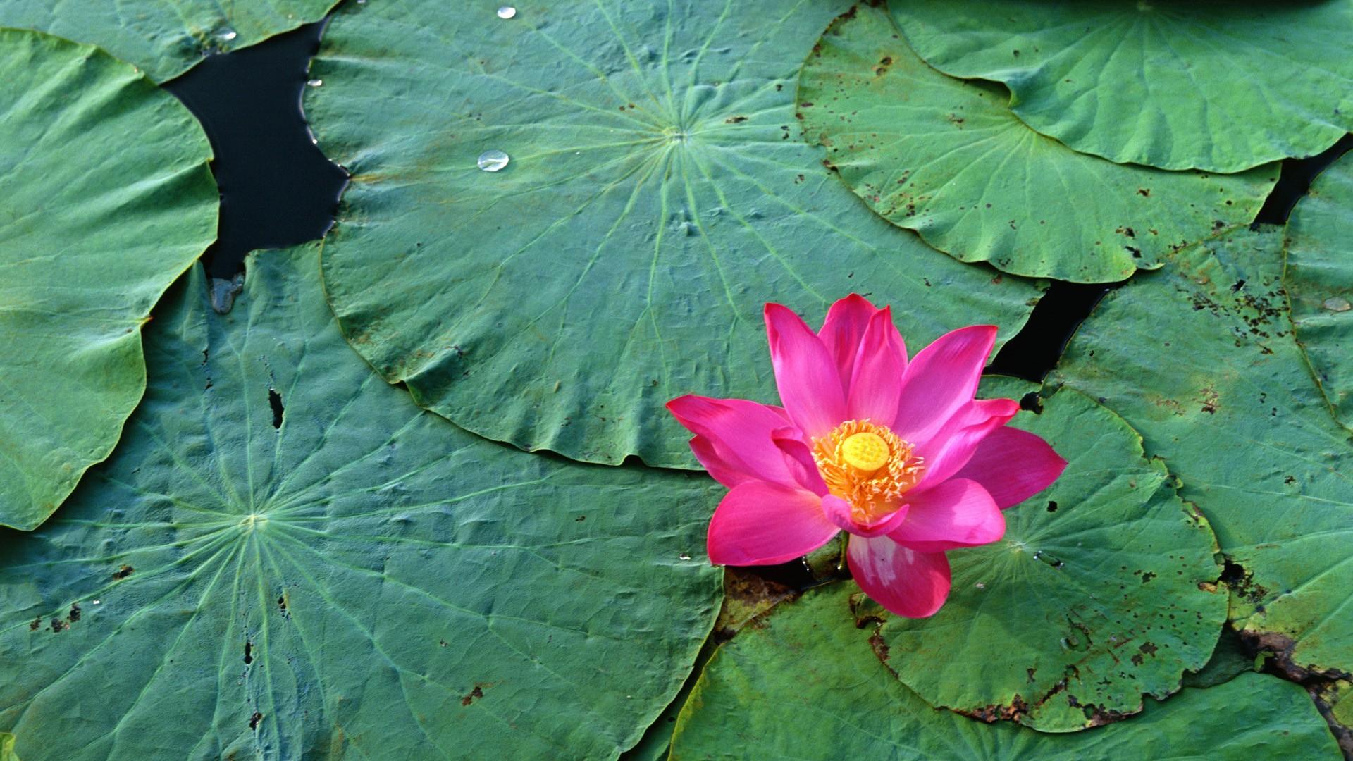 Lotus on water Wallpaper