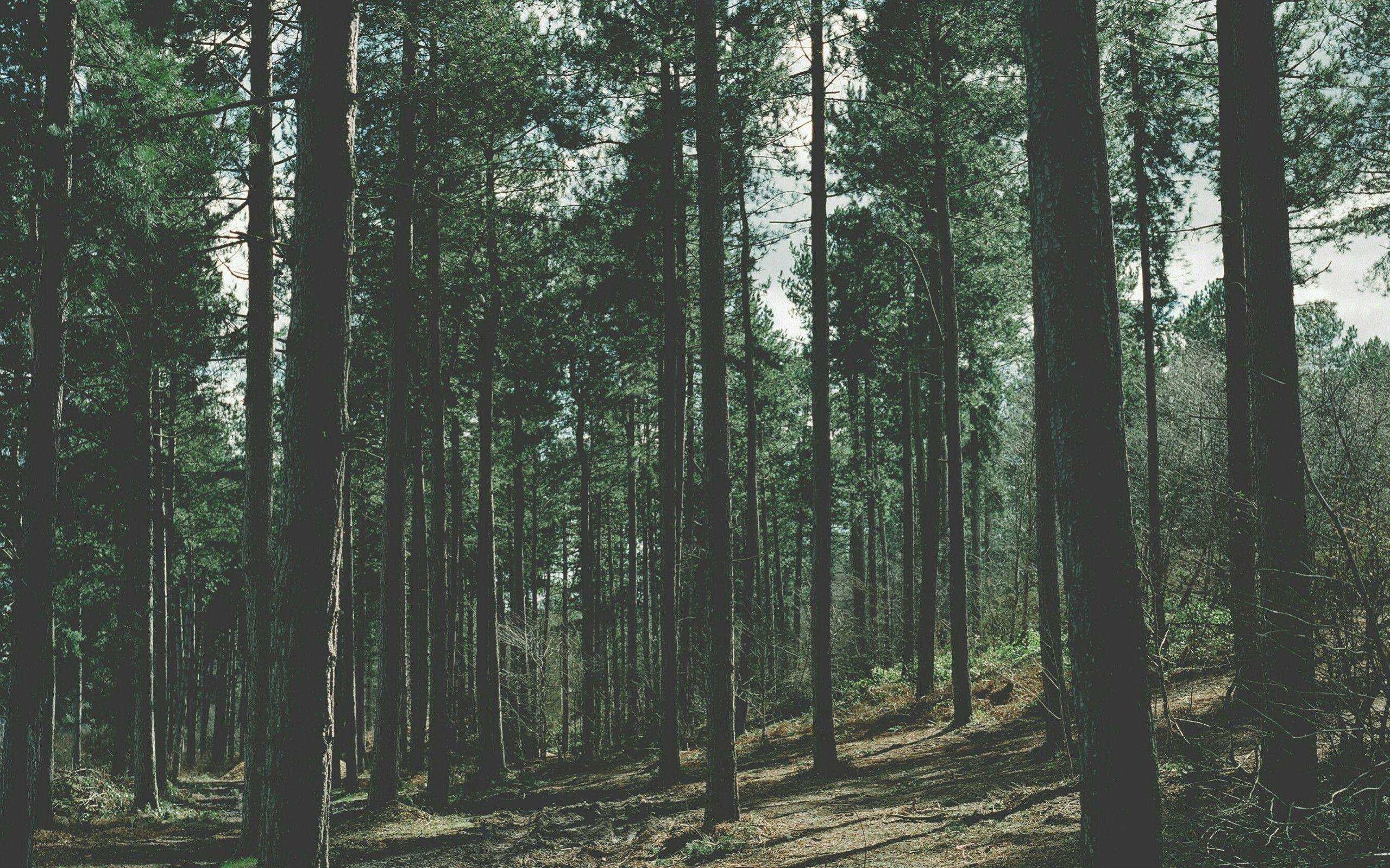 forest aesthetic