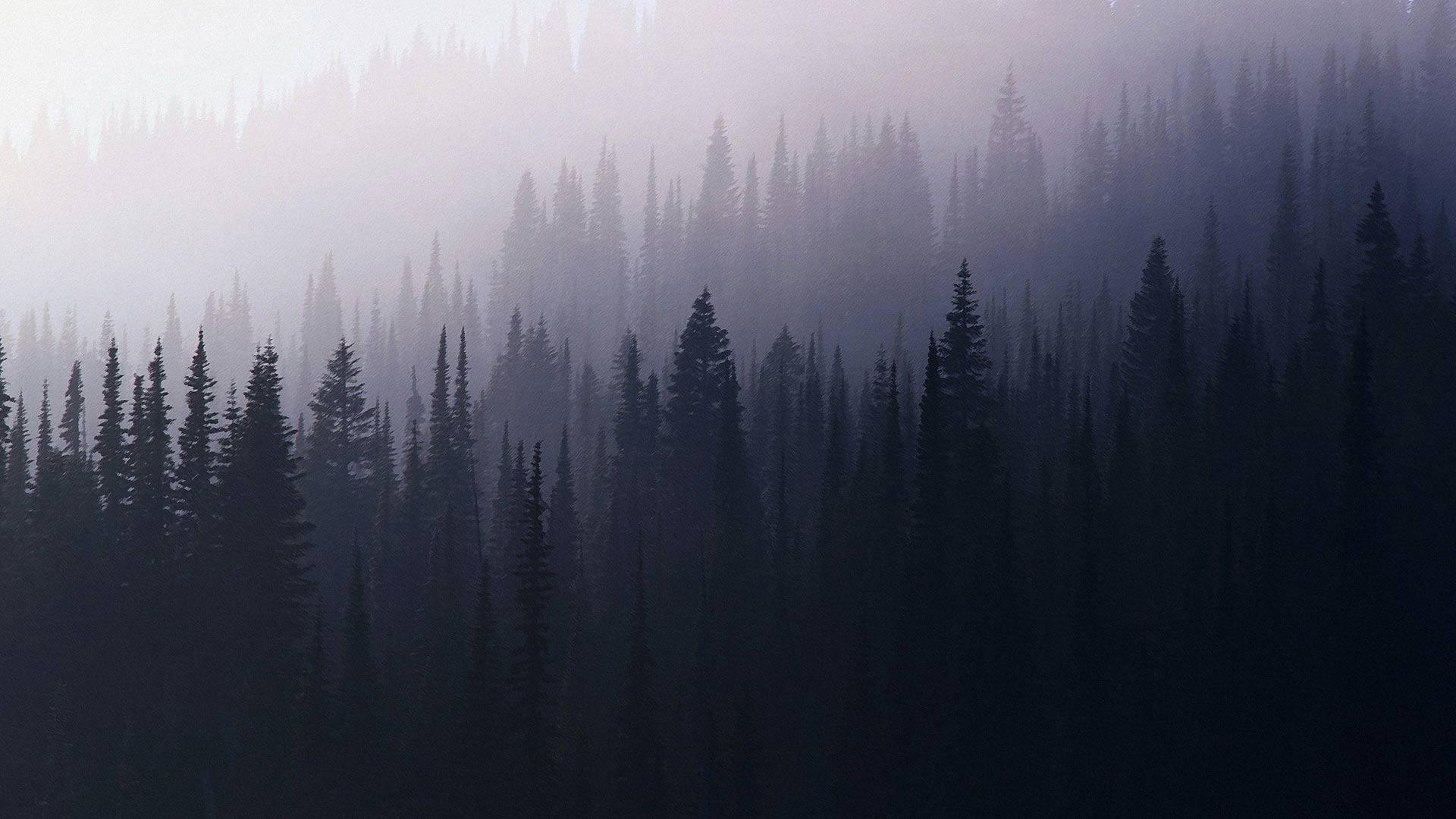 Forest #aesthetic. Foggy forest, Forest wallpaper, Nature wallpaper