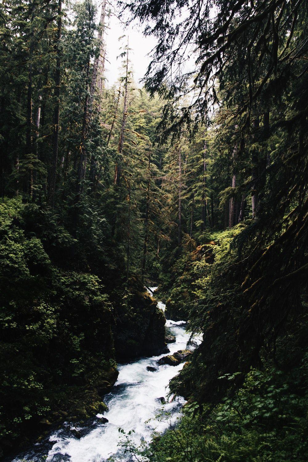 Aesthetic Forest Wallpaper Free Aesthetic Forest
