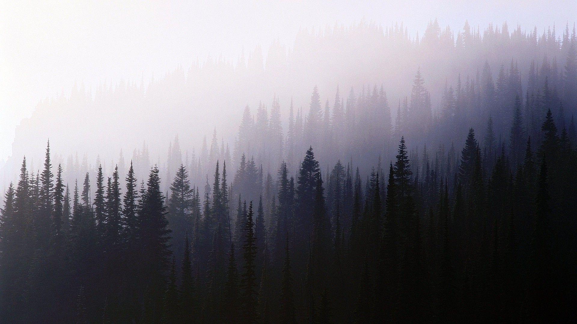 forest, Trees, Nature, Mist Wallpaper. HD wallpaper desktop, Laptop wallpaper desktop wallpaper, Computer wallpaper desktop wallpaper