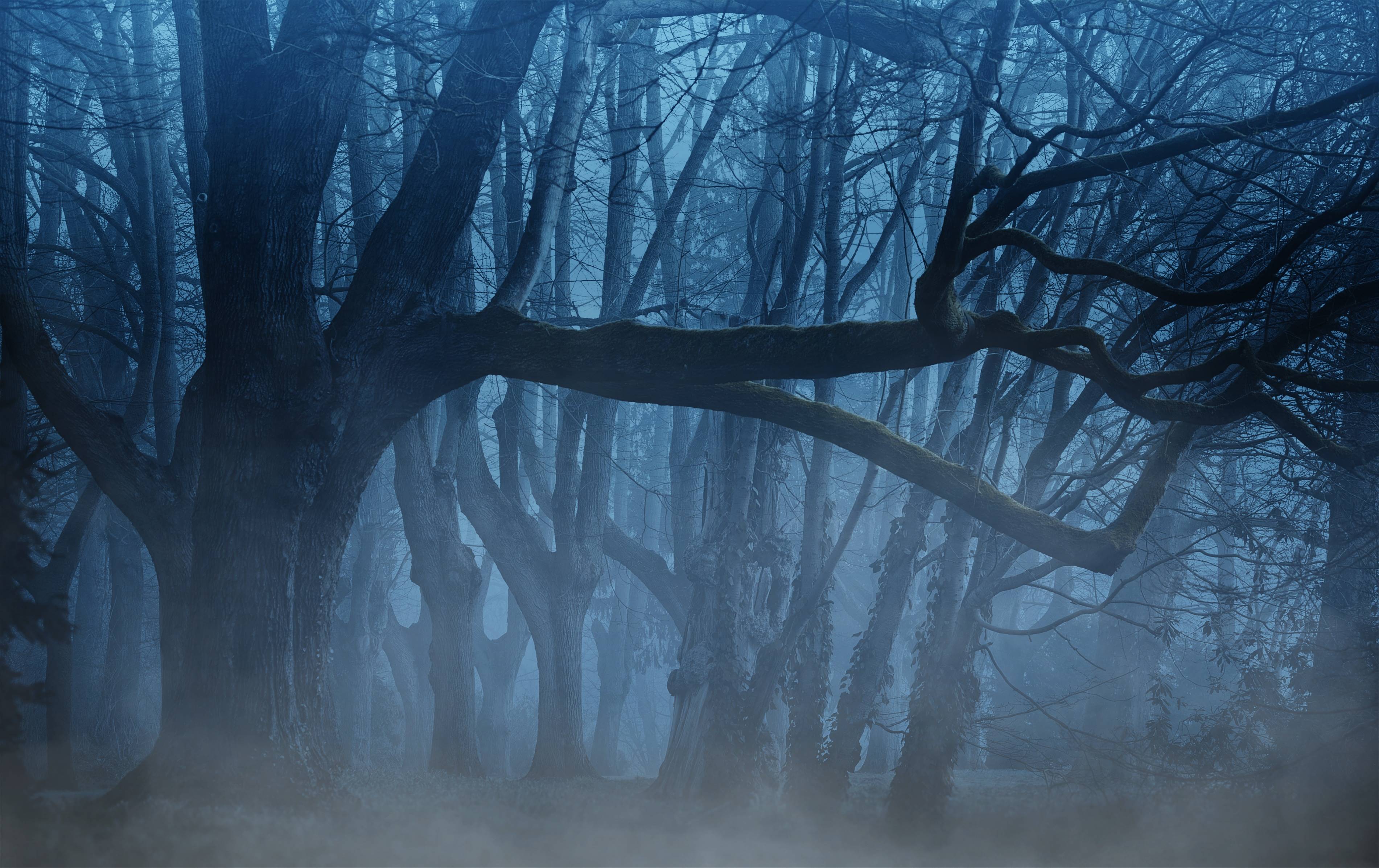 #fog, #background, #trees, #aesthetic, #forest