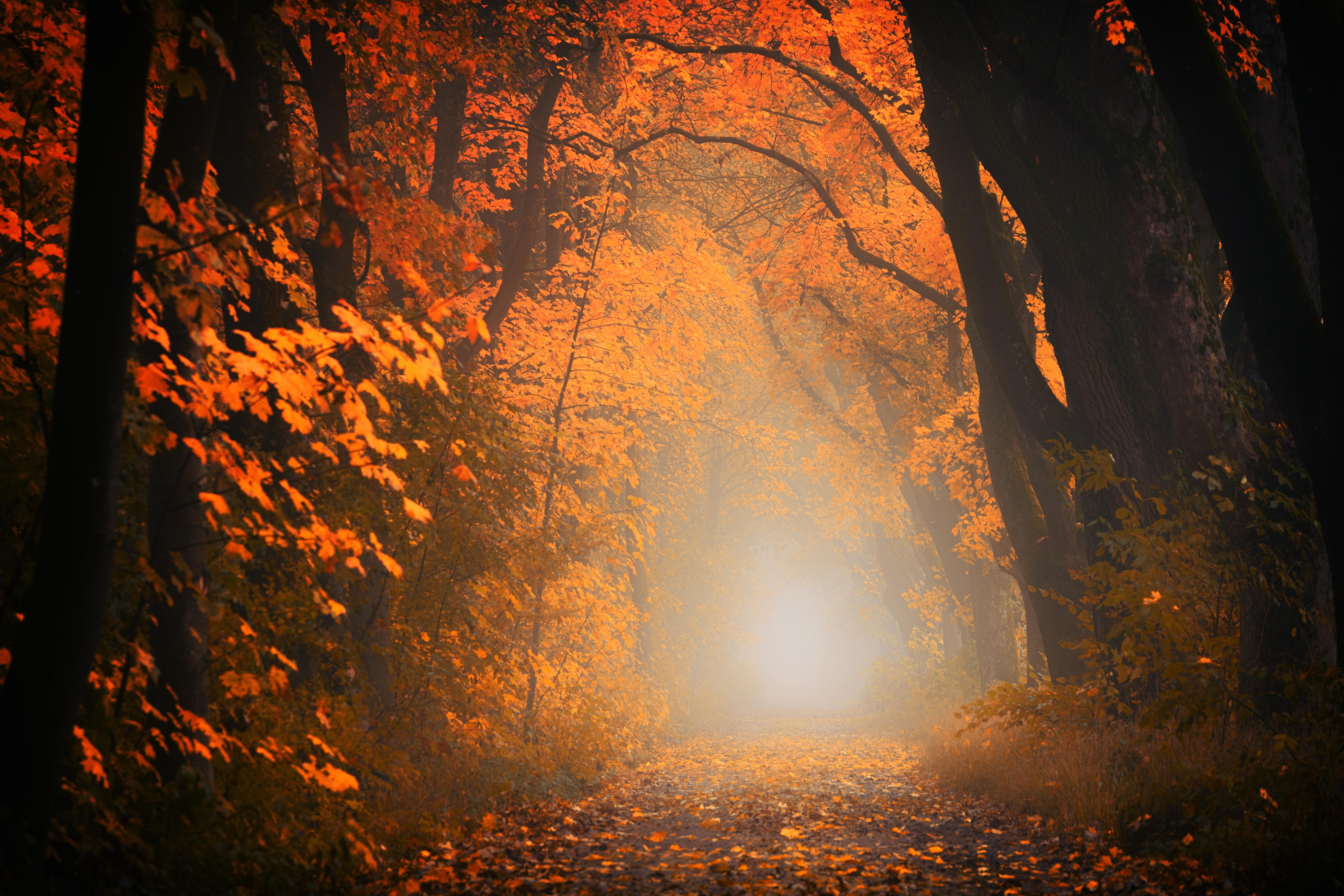 Download wallpaper 5858x3905 autumn, fog, forest, foliage