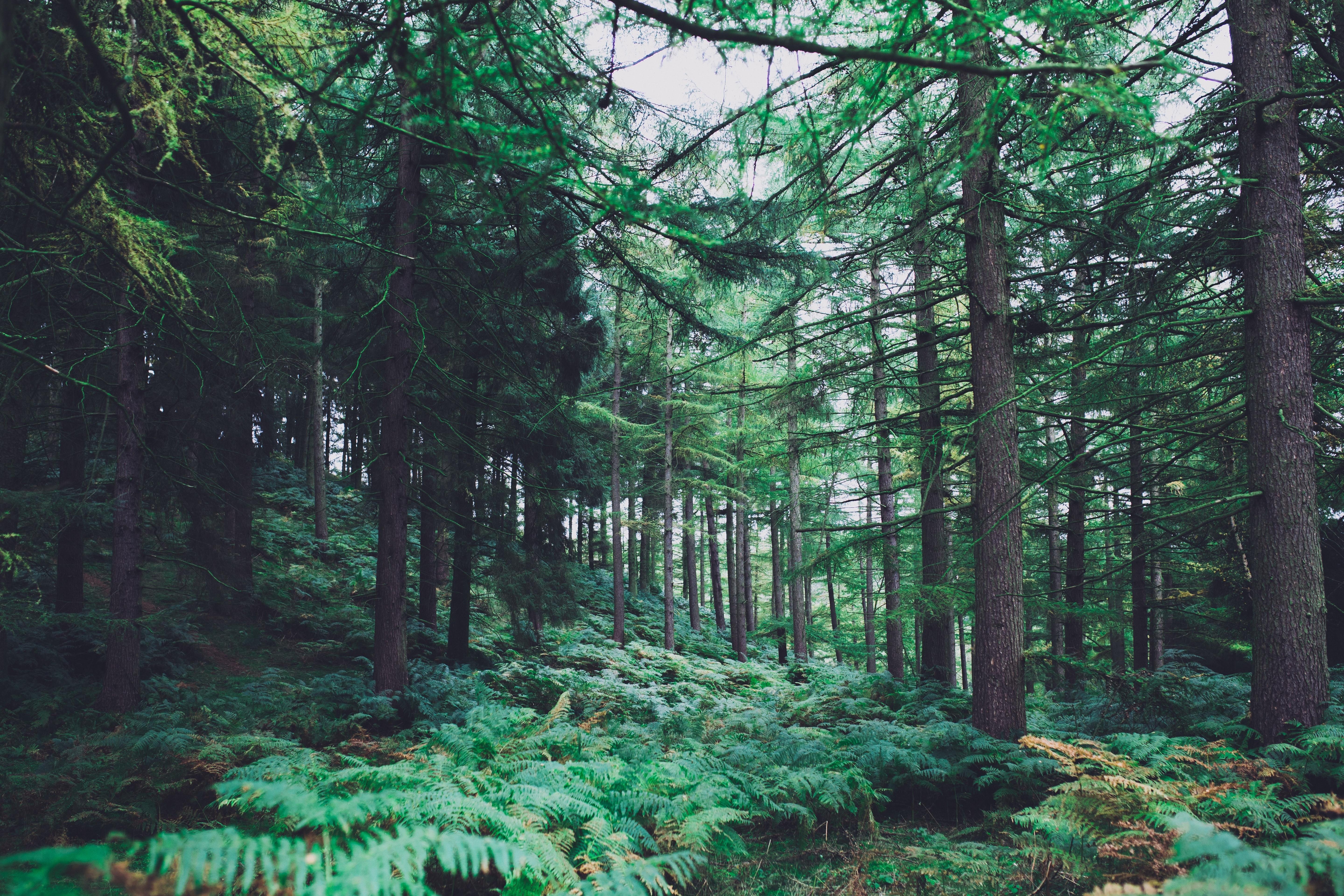 Aesthetic Forest HD Wallpapers Wallpaper Cave