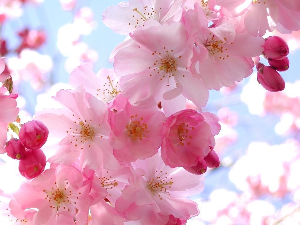 Cherry Blossom Wallpaper For iPhone 6 Plus Anime