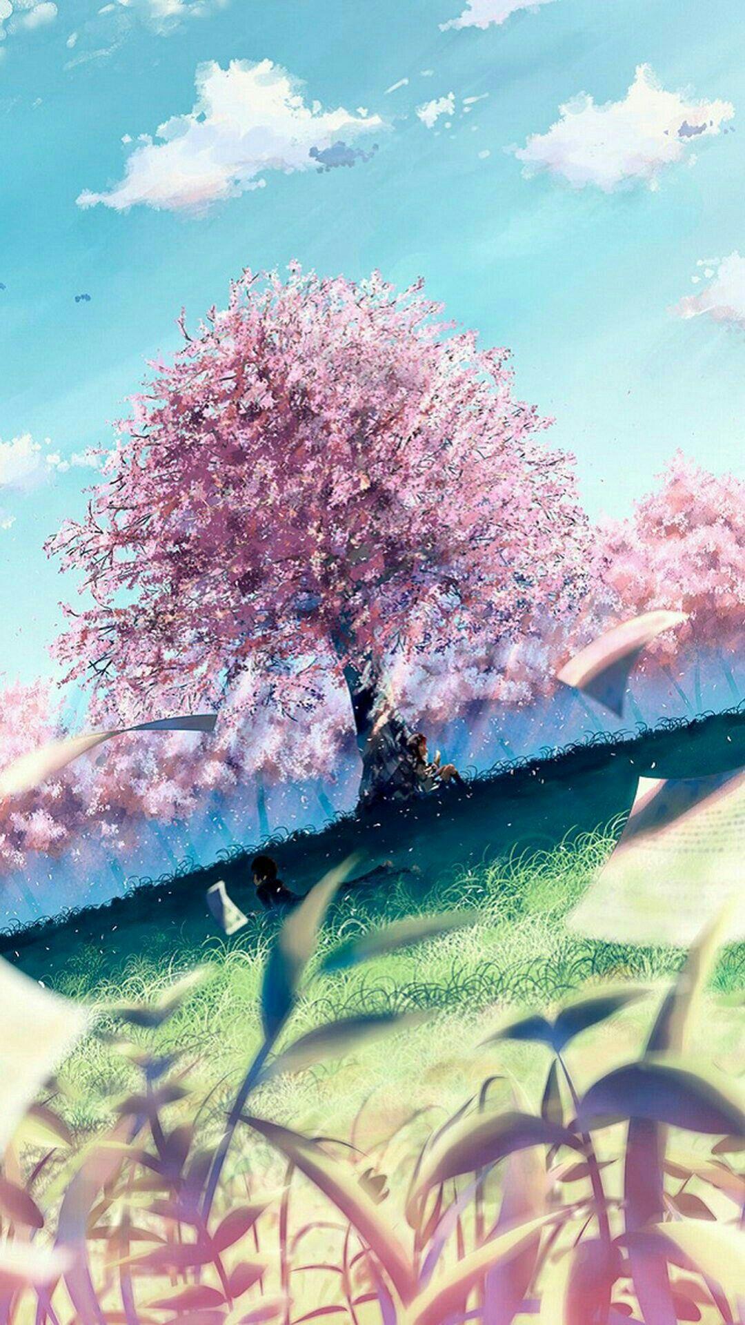 Anime Love Cherry Blossom Wallpapers - Wallpaper Cave