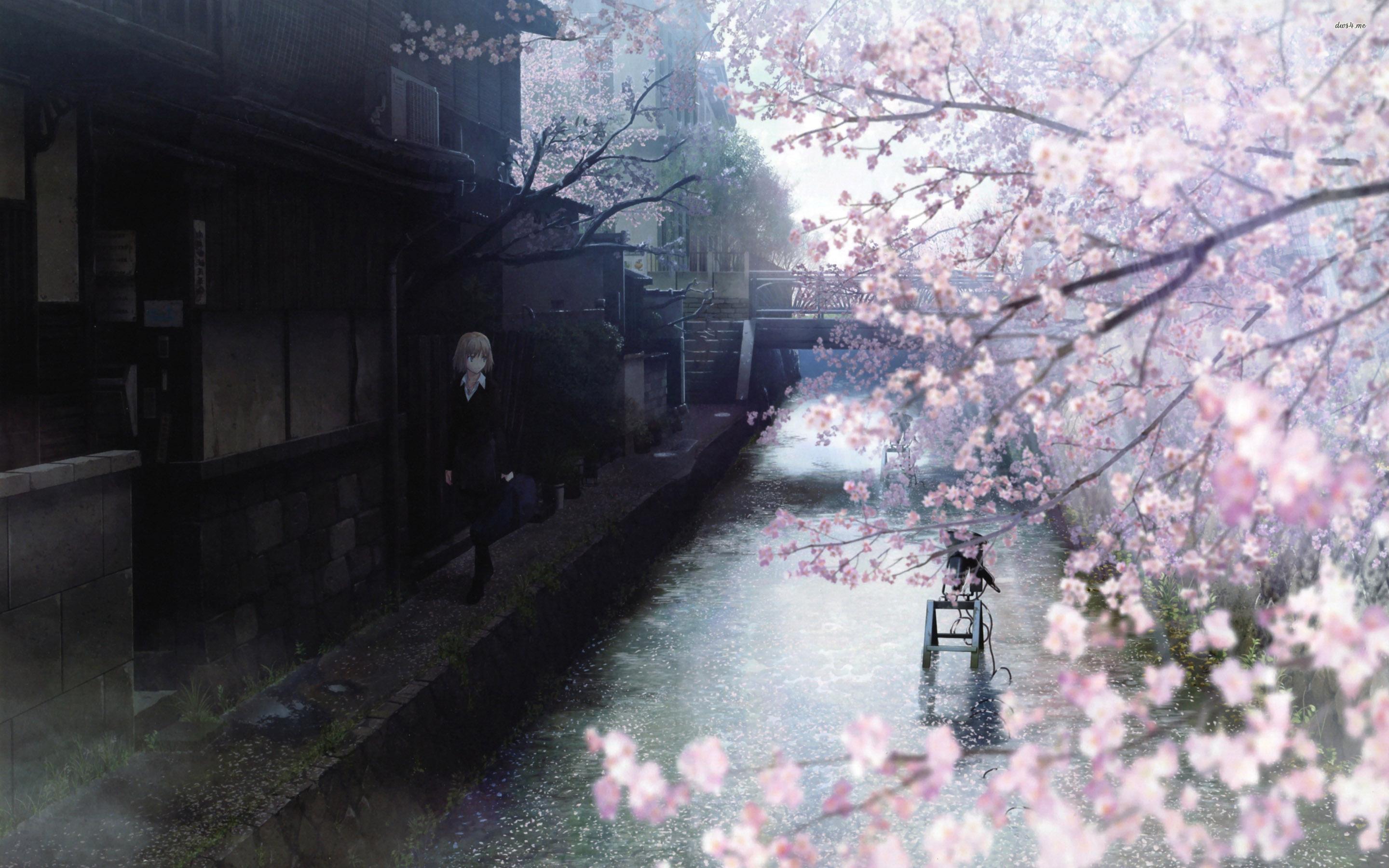 Walking on the cherry blososm filled tree wallpaper