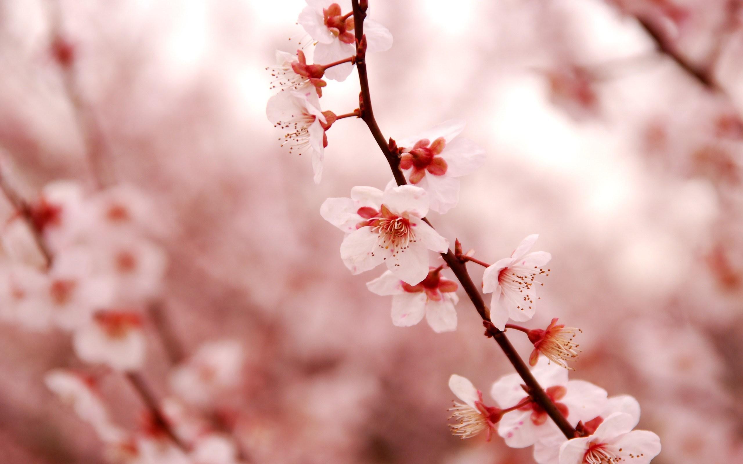 Lovely Cherry Blossom wallpaperx1600
