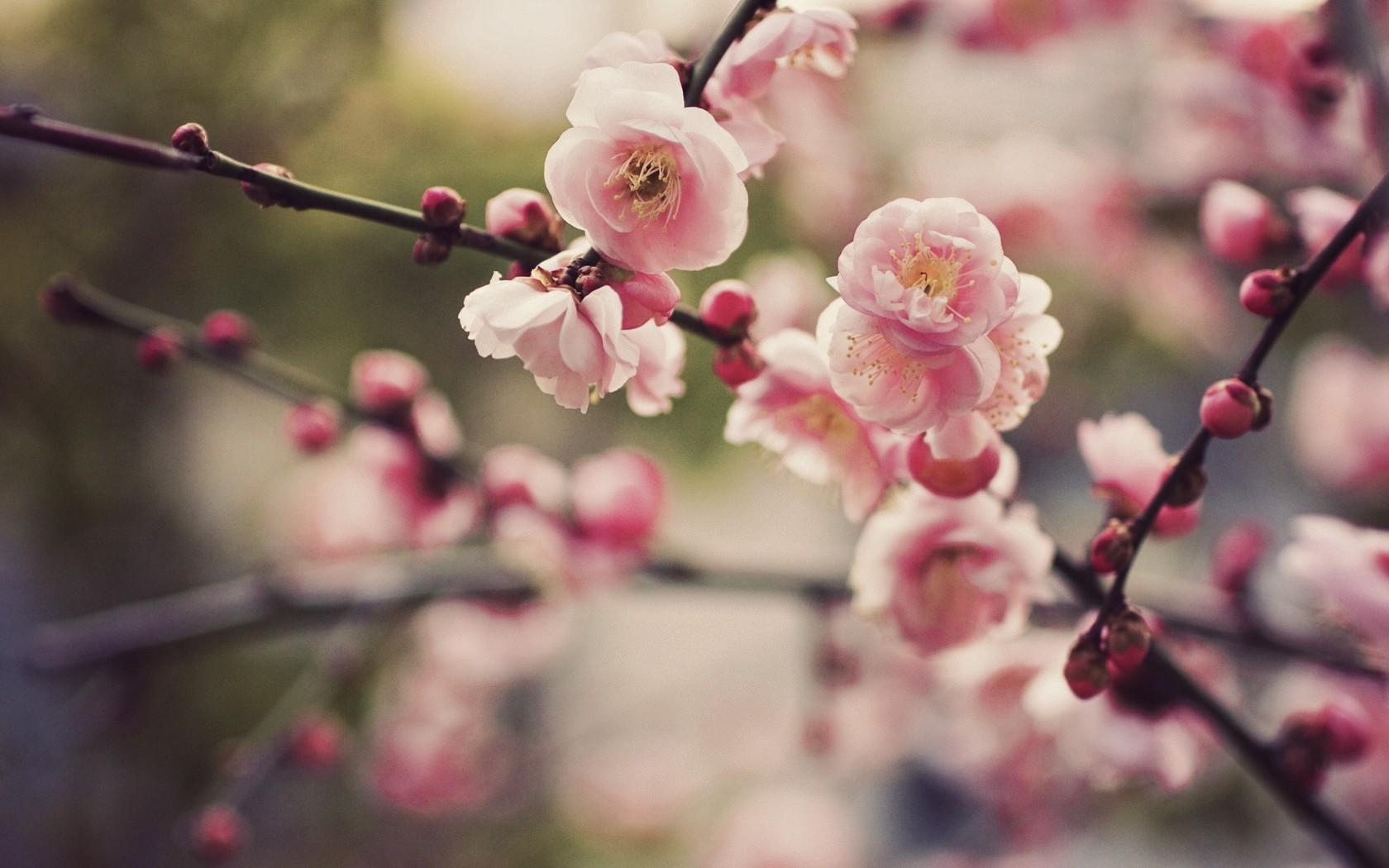Pretty Cherry Blossom Wallpaper 45336 1680x1050px