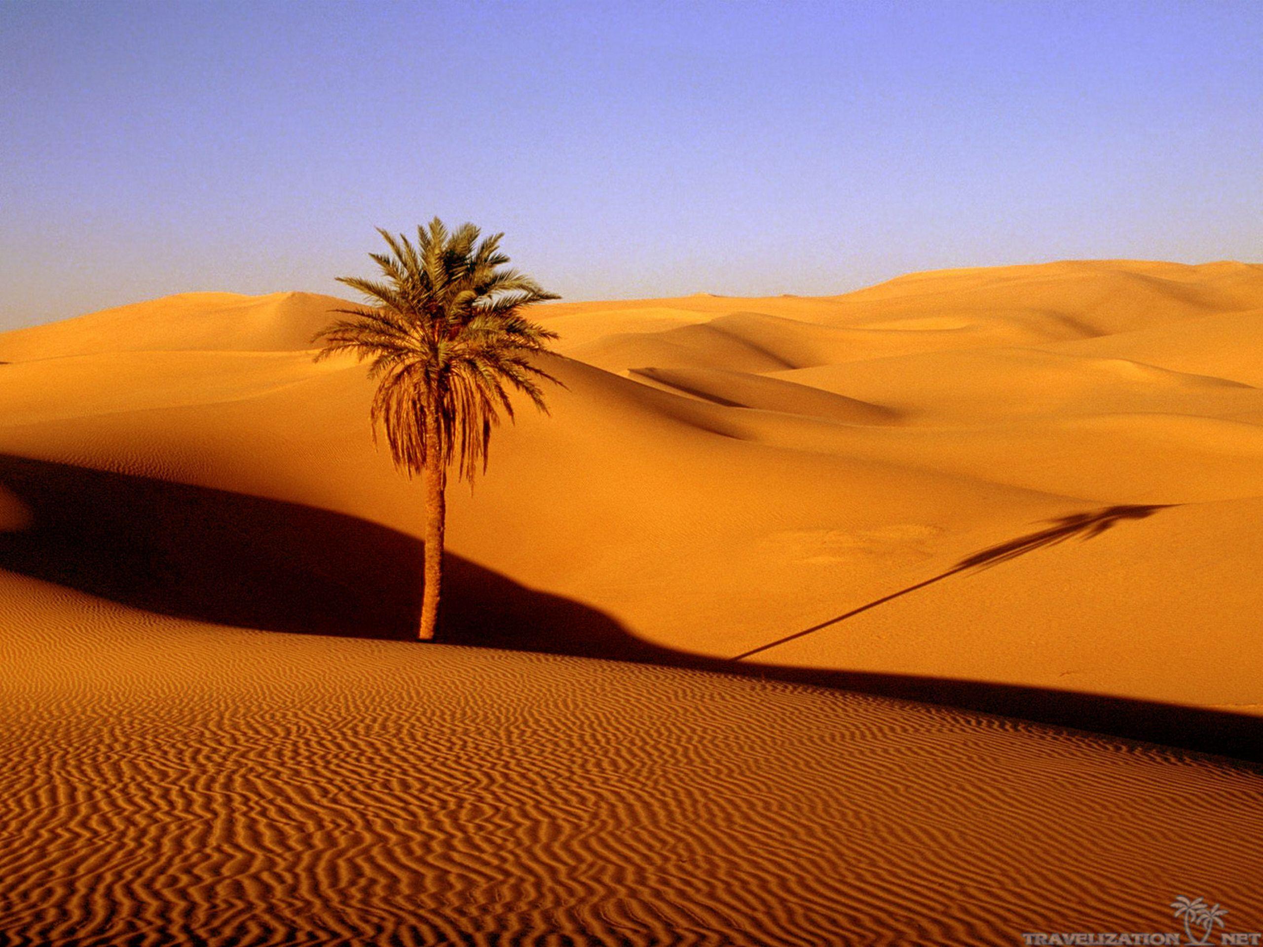 Fascinating Scenes of Desert Wallpaper