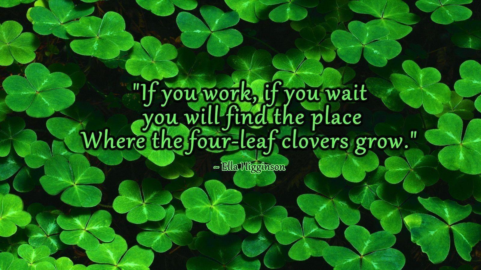 Most Popular 4 Leaf Clover Wallpaper FULL HD 1080p For PC