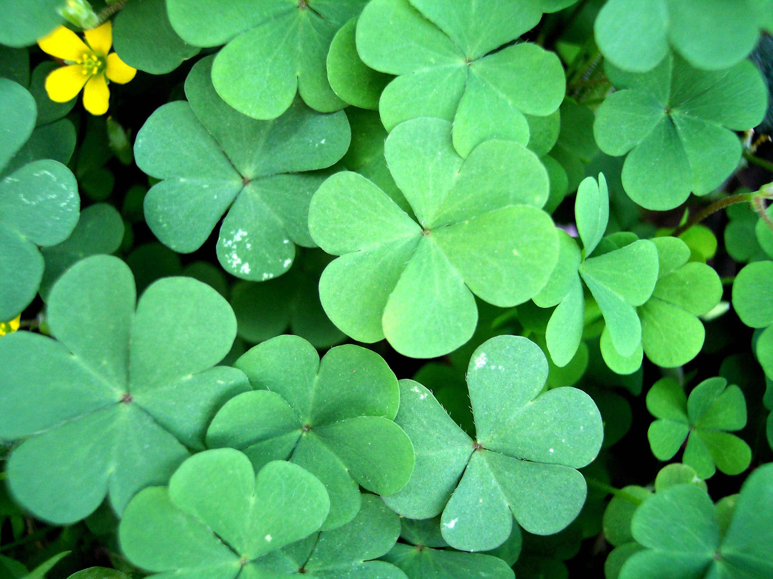 Four Leaf Clover Background