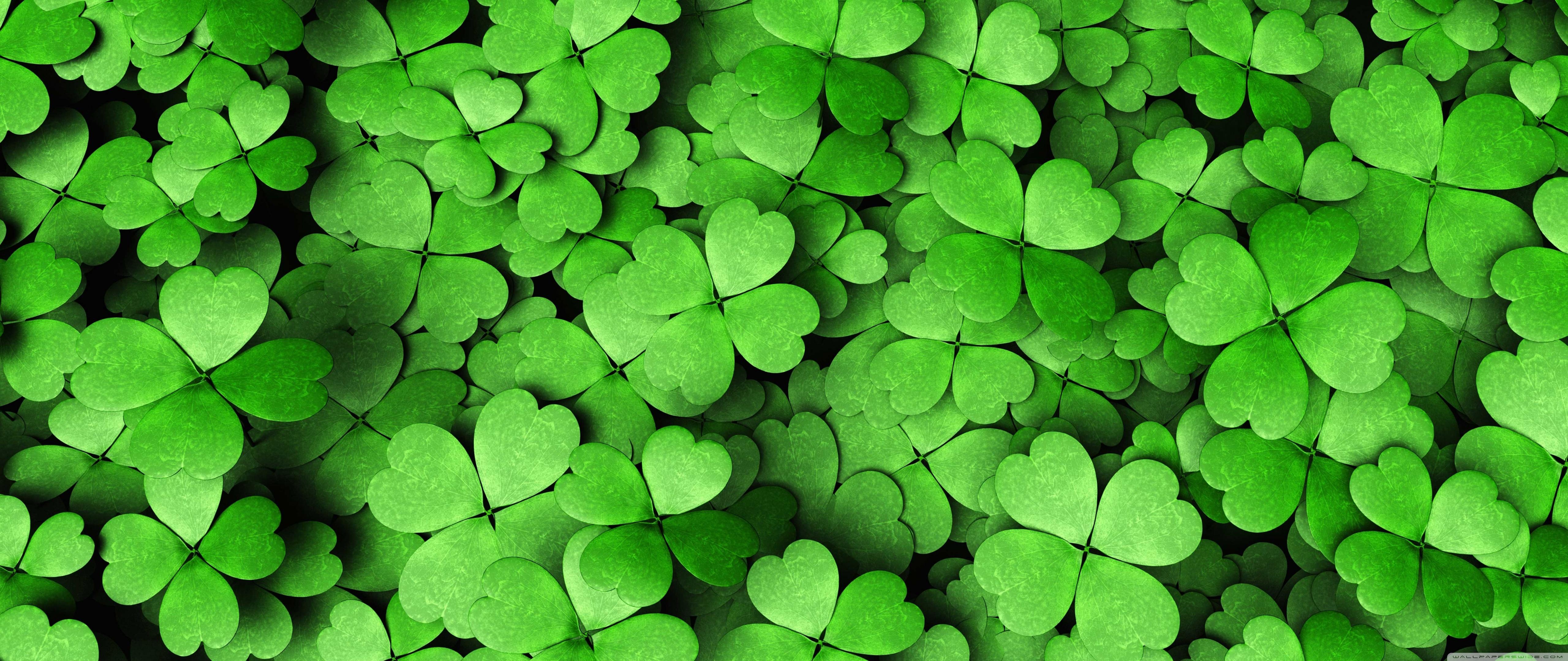 Four Leaf Clover Ultra HD Desktop Background Wallpaper