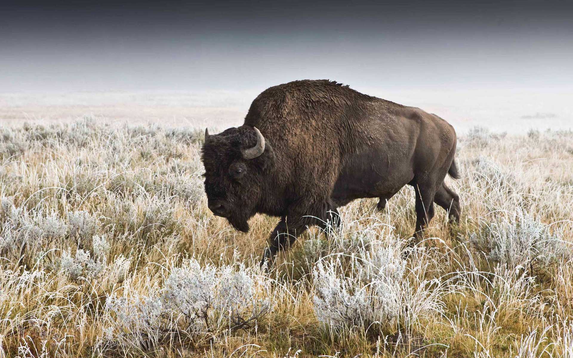 Buffalo Wallpaper for Desktop
