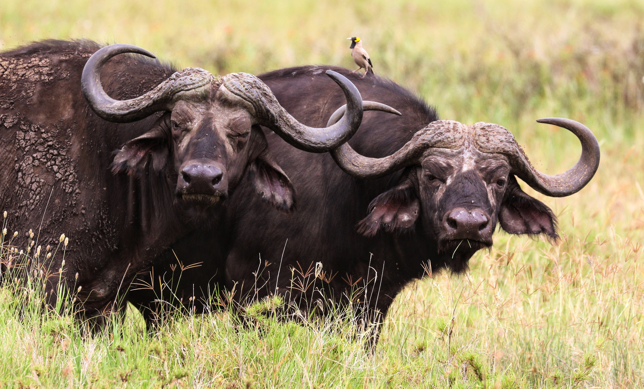 african buffalo desktop wallpaper. african