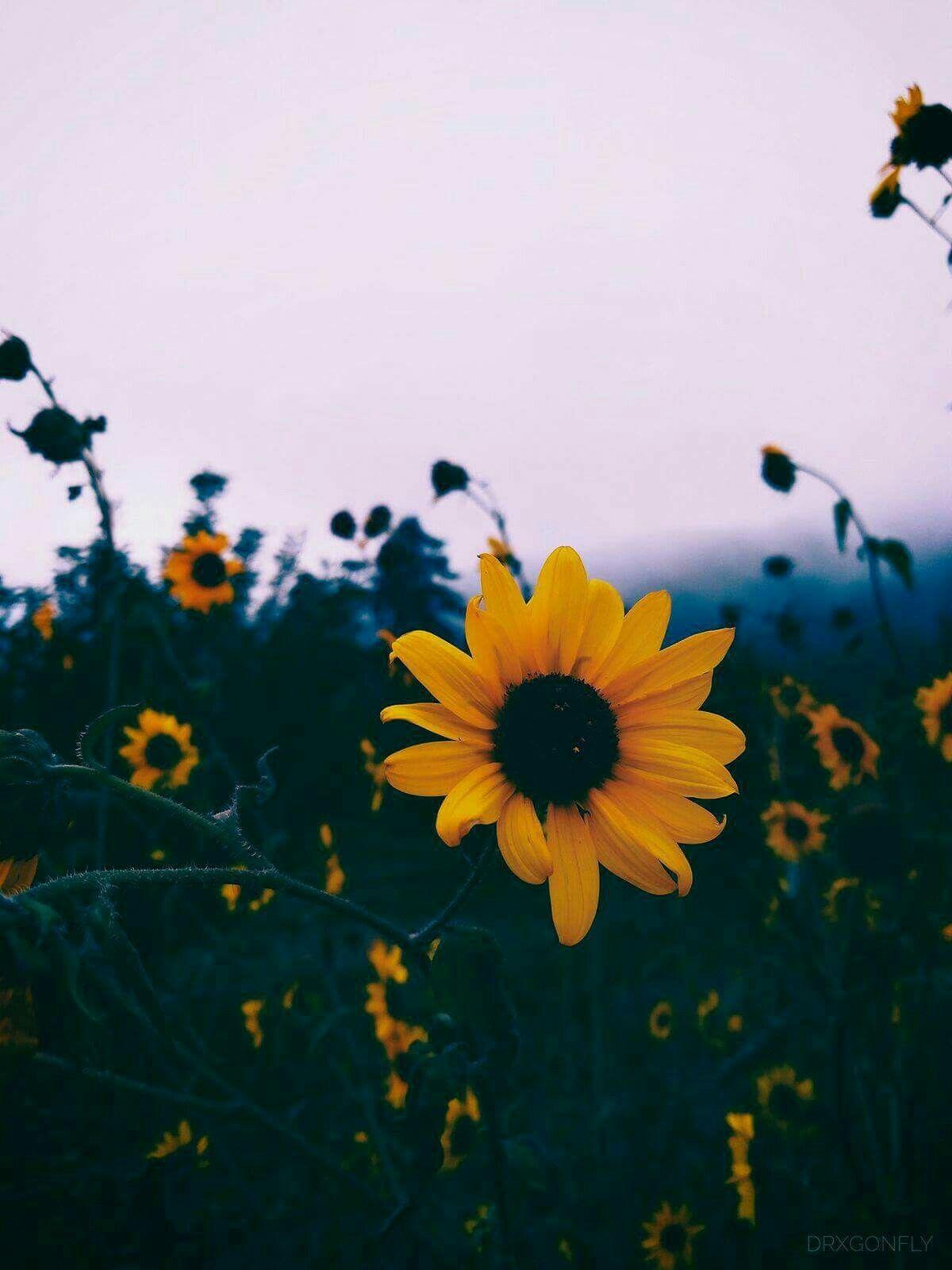 Sunflower Aesthetic Wallpaper Free Sunflower