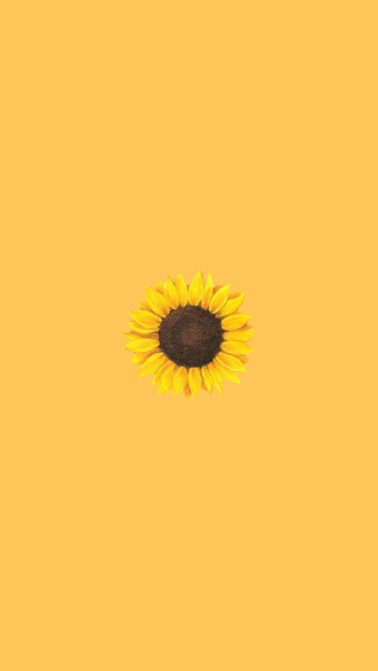 Aesthetic Sunflower Profile Picture Background Images HD Pictures and  Wallpaper For Free Download  Pngtree