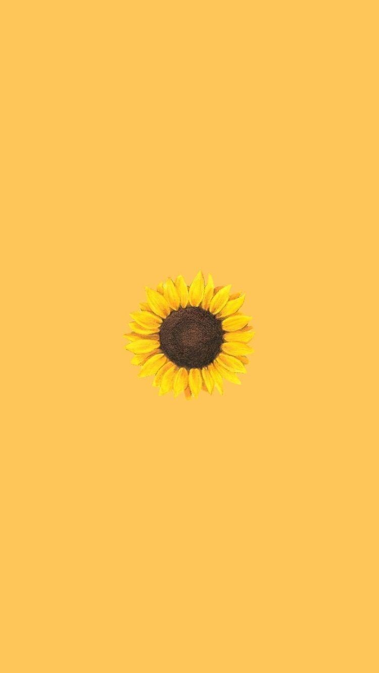 Aesthetic Sunflower Wallpapers Wallpaper Cave