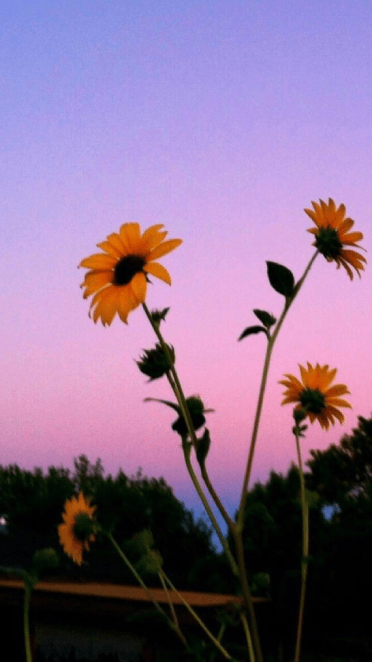 Aesthetic Tumblr Wallpaper Sunflowers, HD Wallpaper